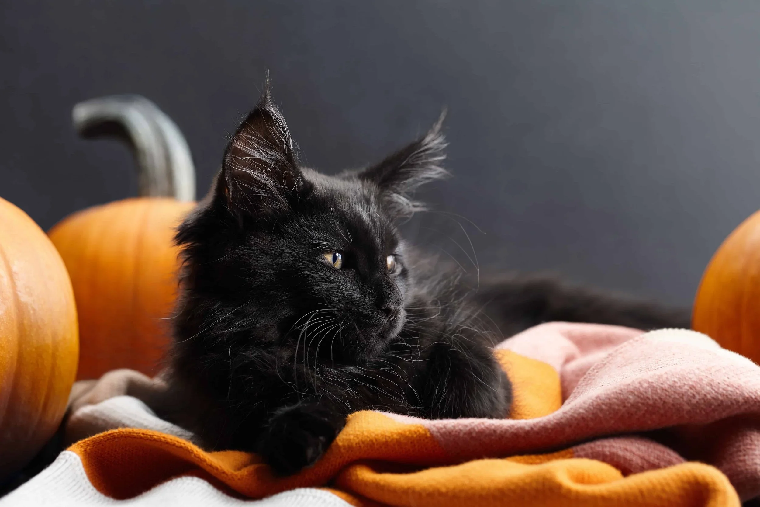 Are Black Cats Bad Luck? Superstition Debunked