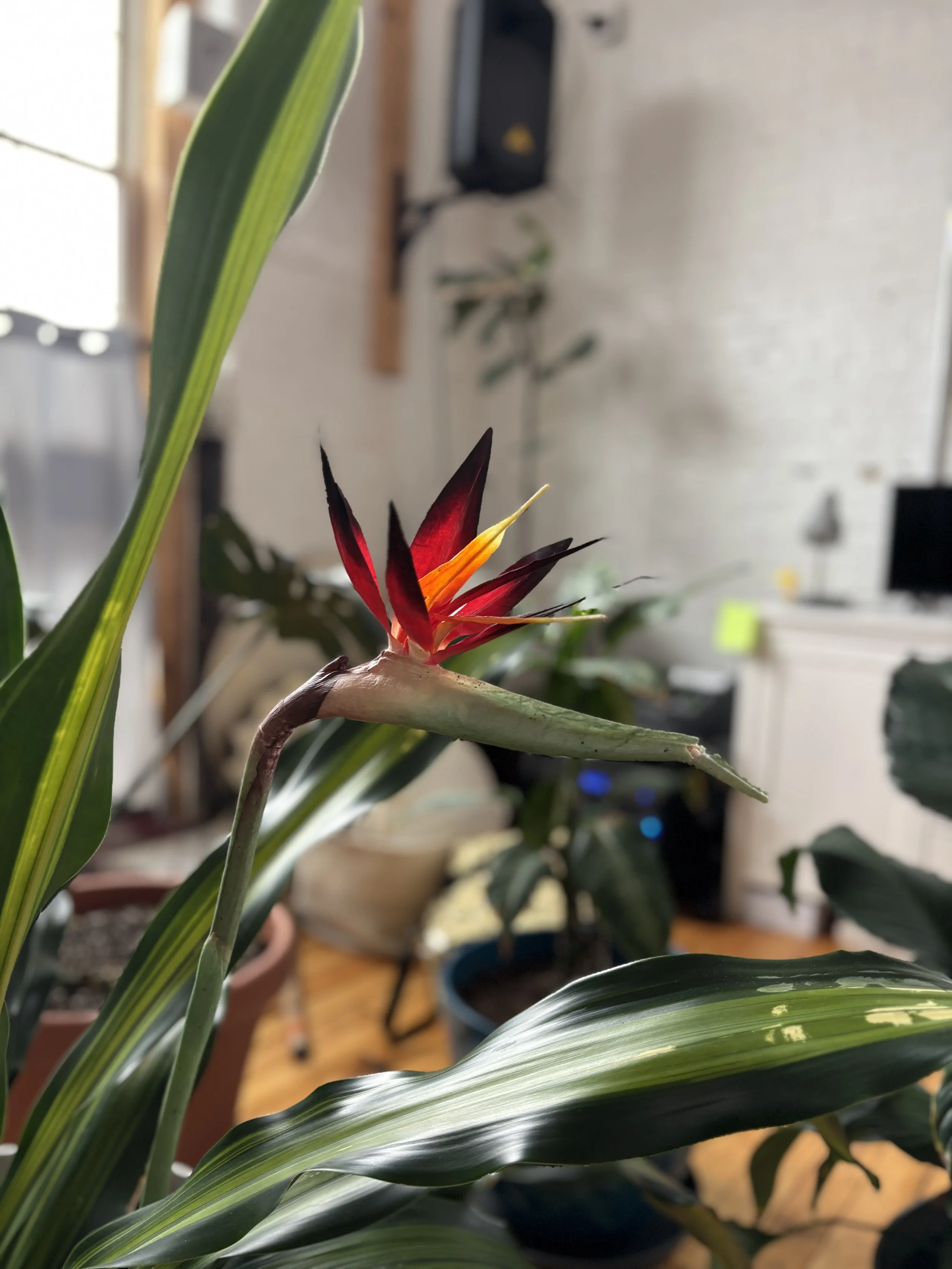 Close-up of a vibrant red and yellow birds of paradise flower with green leaves in Sva Ha Yoga Studio: The Pulse.
