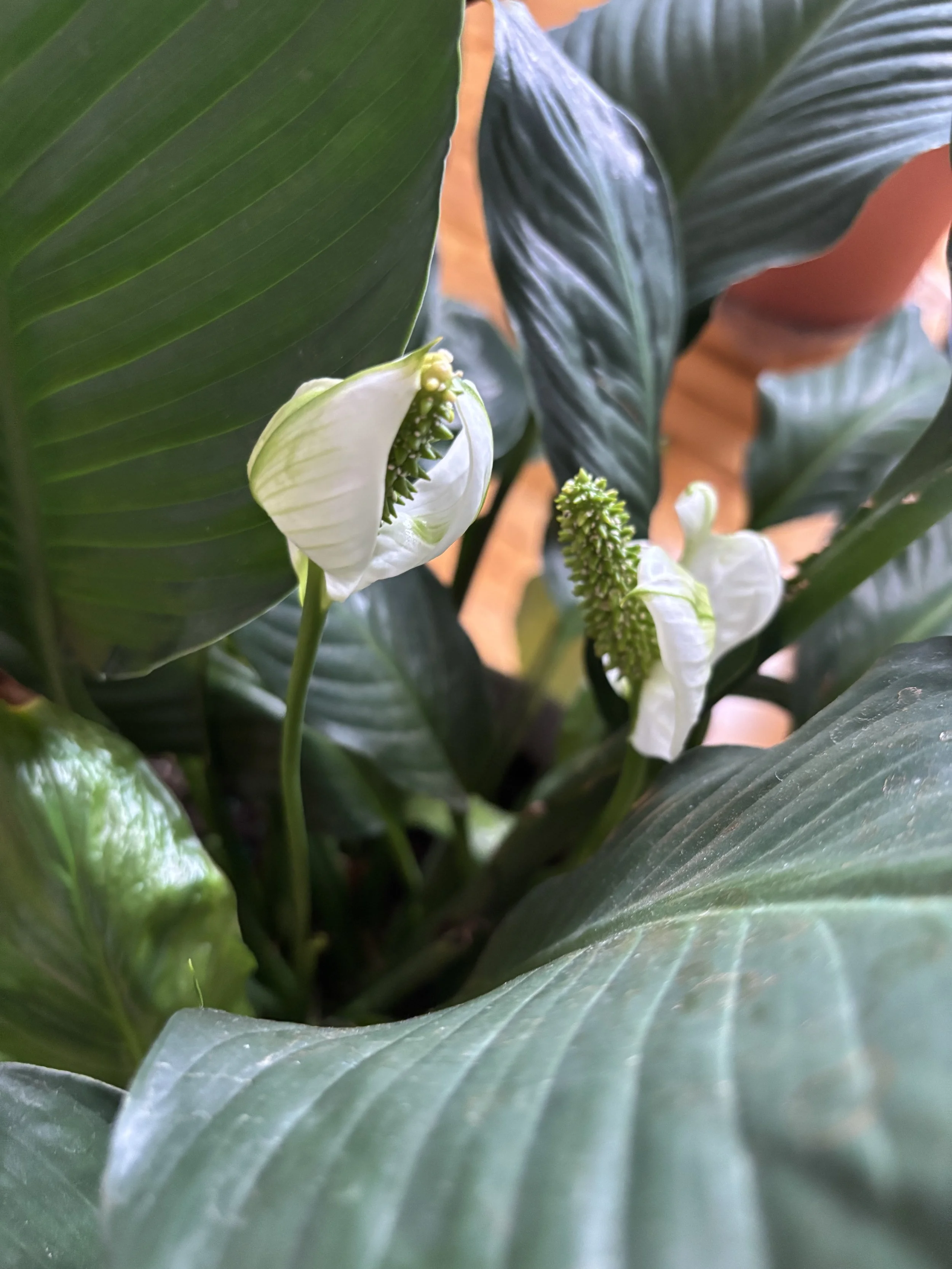 Close-up of white Peace Lilly flowers with green spiked centers surrounded by broad green leaves in Sva Ha Academy