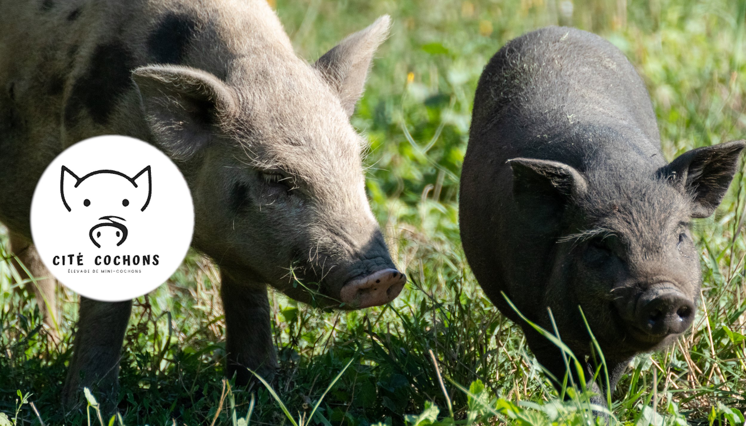 FERME DES COCHONS00.jpg