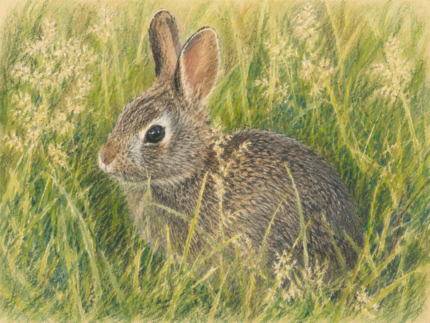 A detailed colored pencil drawing of a rabbit sitting in tall grass with small white flowers.