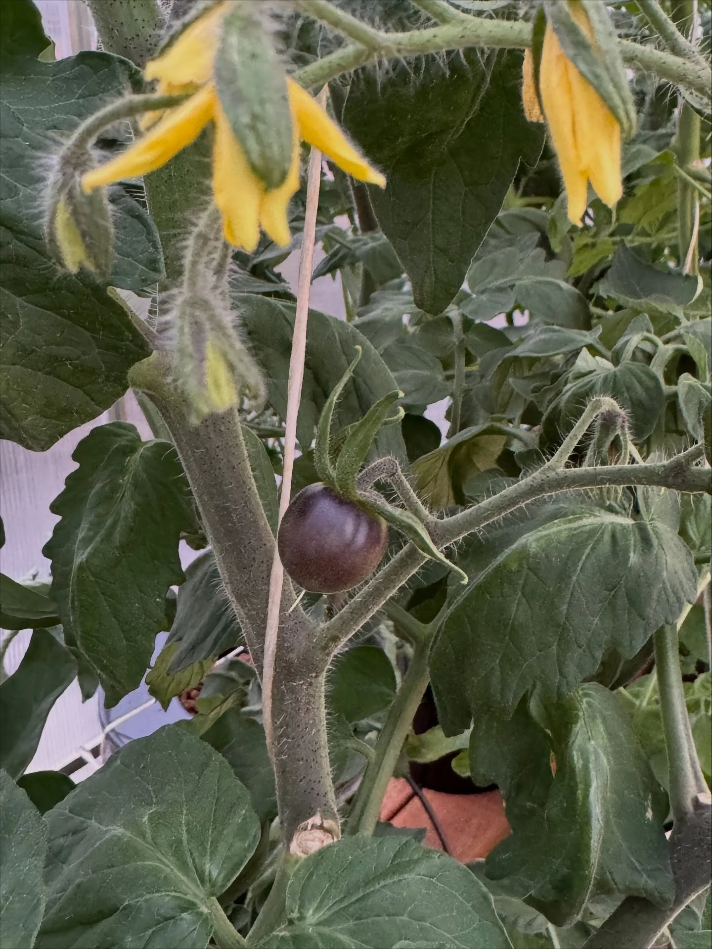 Tomatoes in November!! Hopefully there will be a harvest. I planted a few verities these are Indigo and will change color from black at the top to red towards the bottom. Pea microgreens are returning at the @proctorfarmersmarket i&rsquo;ll also have