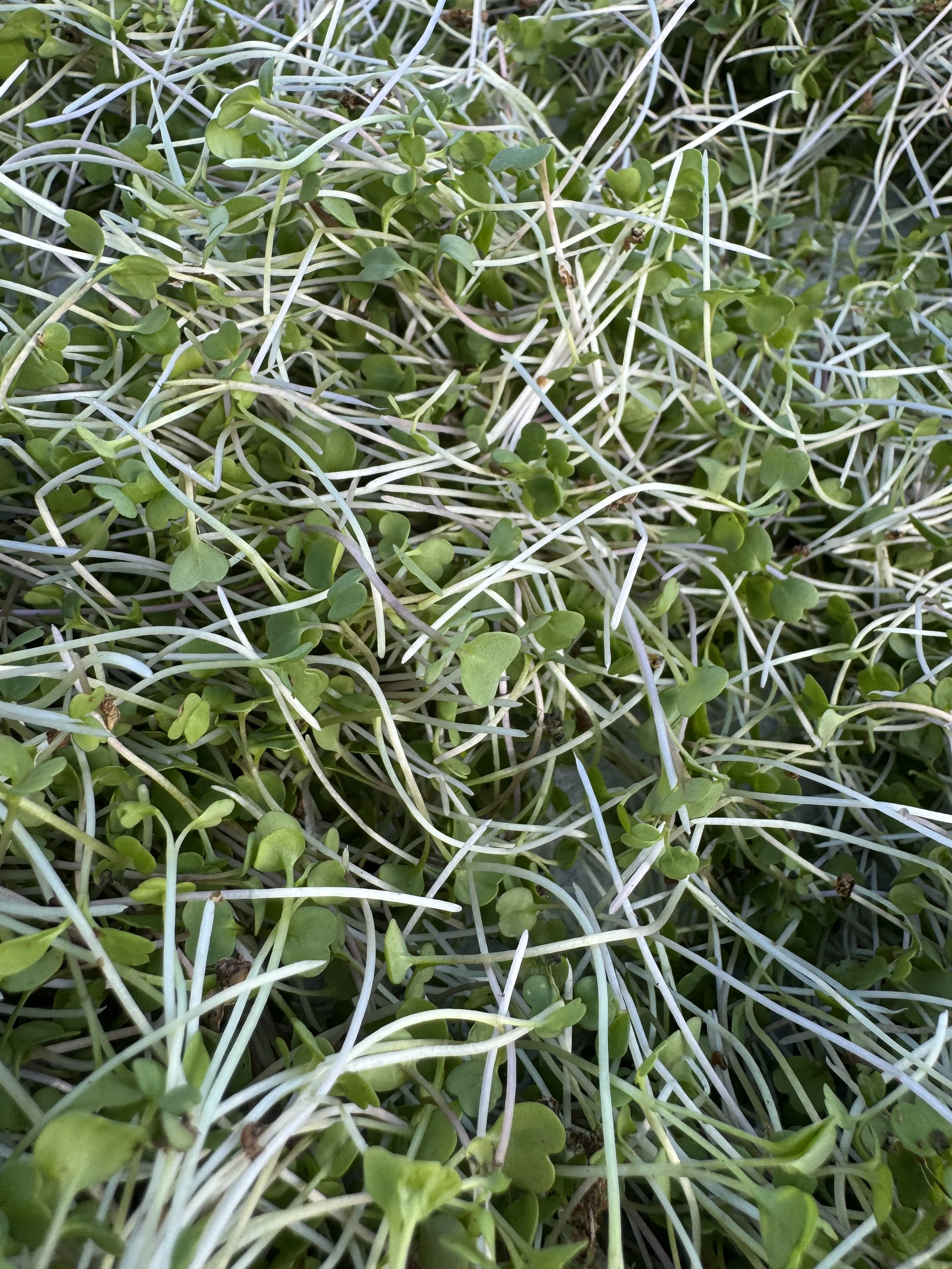Broccoli Microgreens