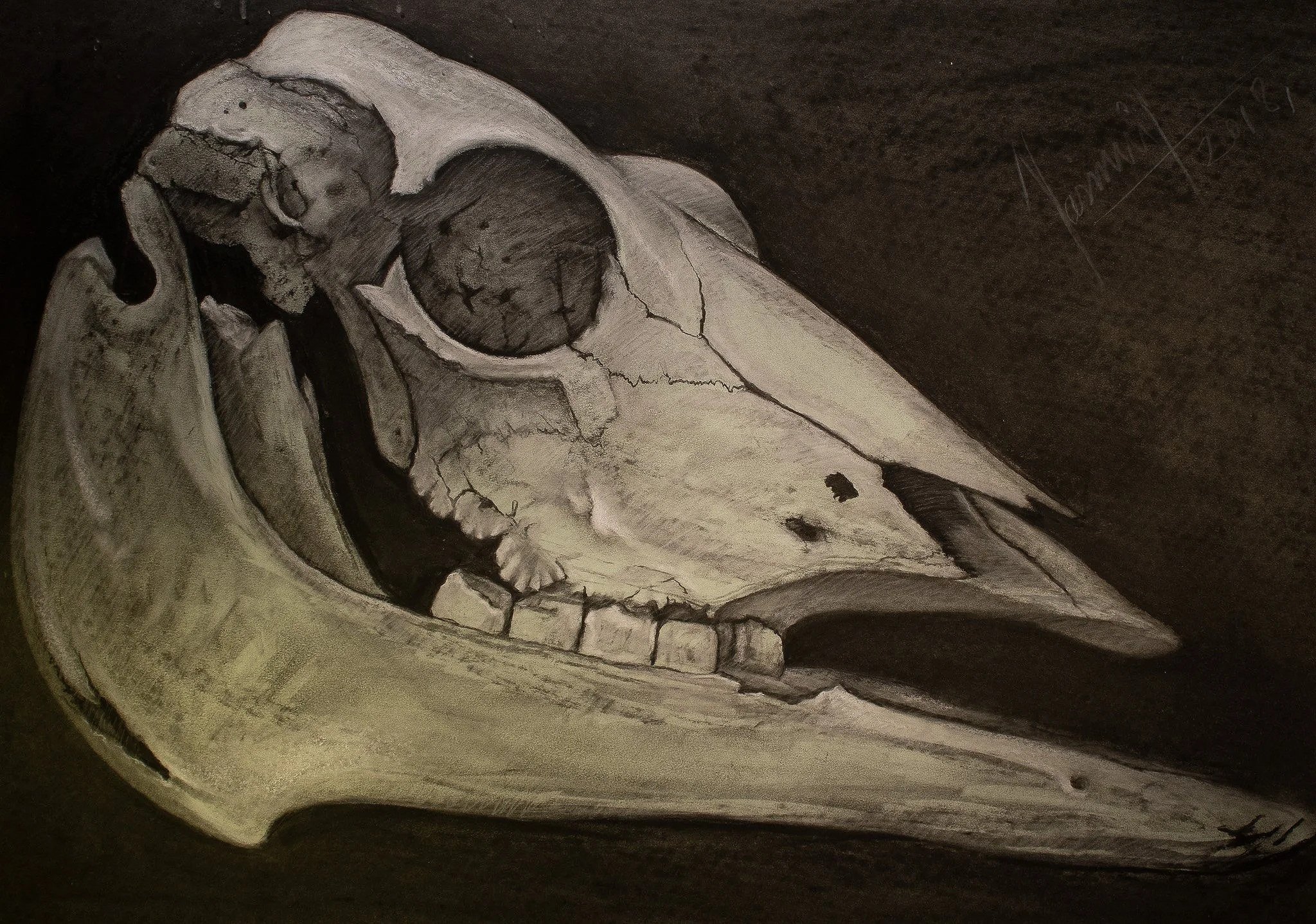 "Cow Skull", charcoal on paper, 22 × 32 in., 2018