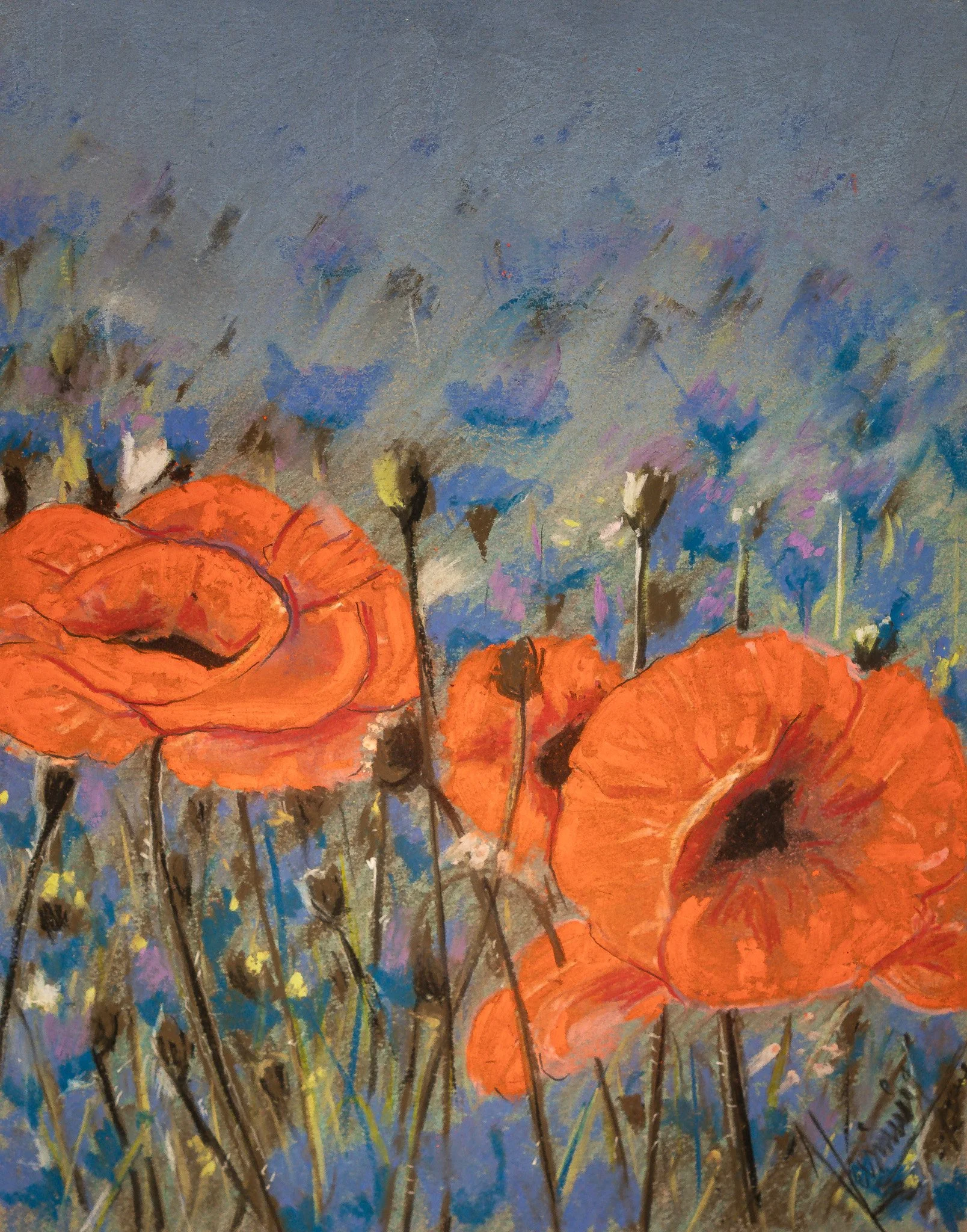"Wild Poppies", pastel on paper, 10 × 13 in., 2014