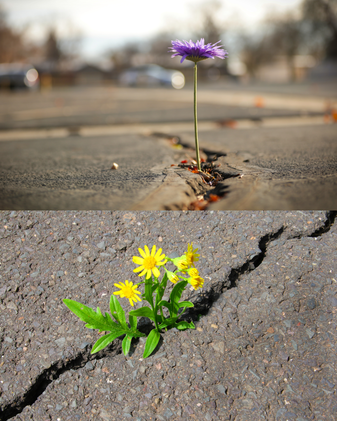The Roots of Change: Synthesis of the Four Noble Truths and Third-Wave Therapies