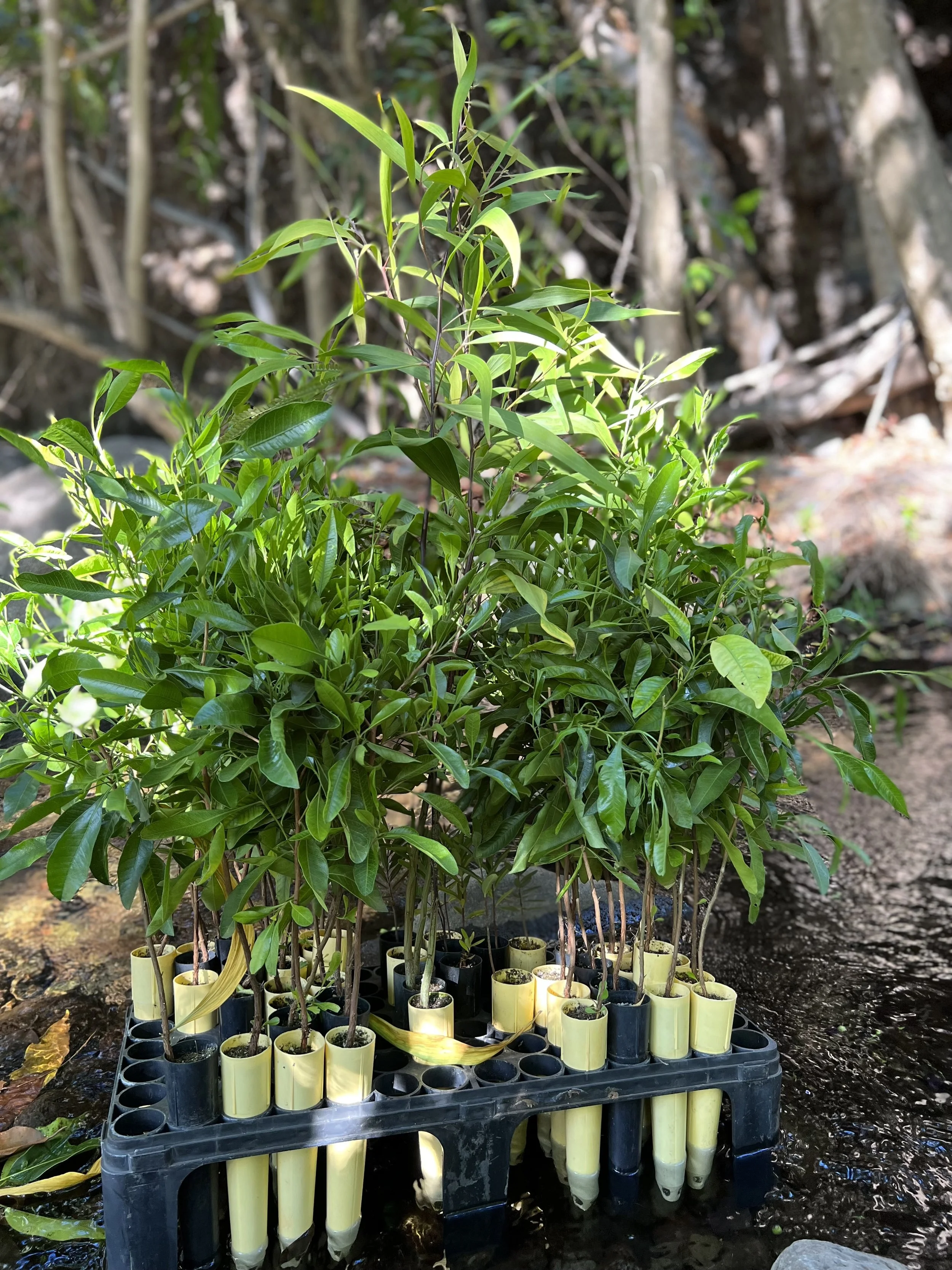 Arbor Day 2025 Garden Expo & Tree Giveaway