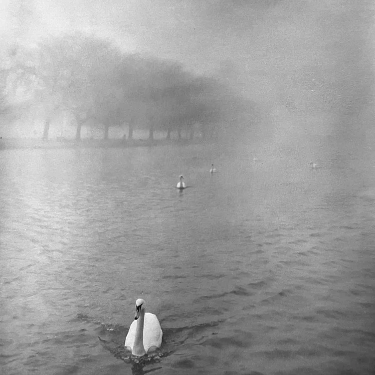 Stratford’s White Swan in the Fog