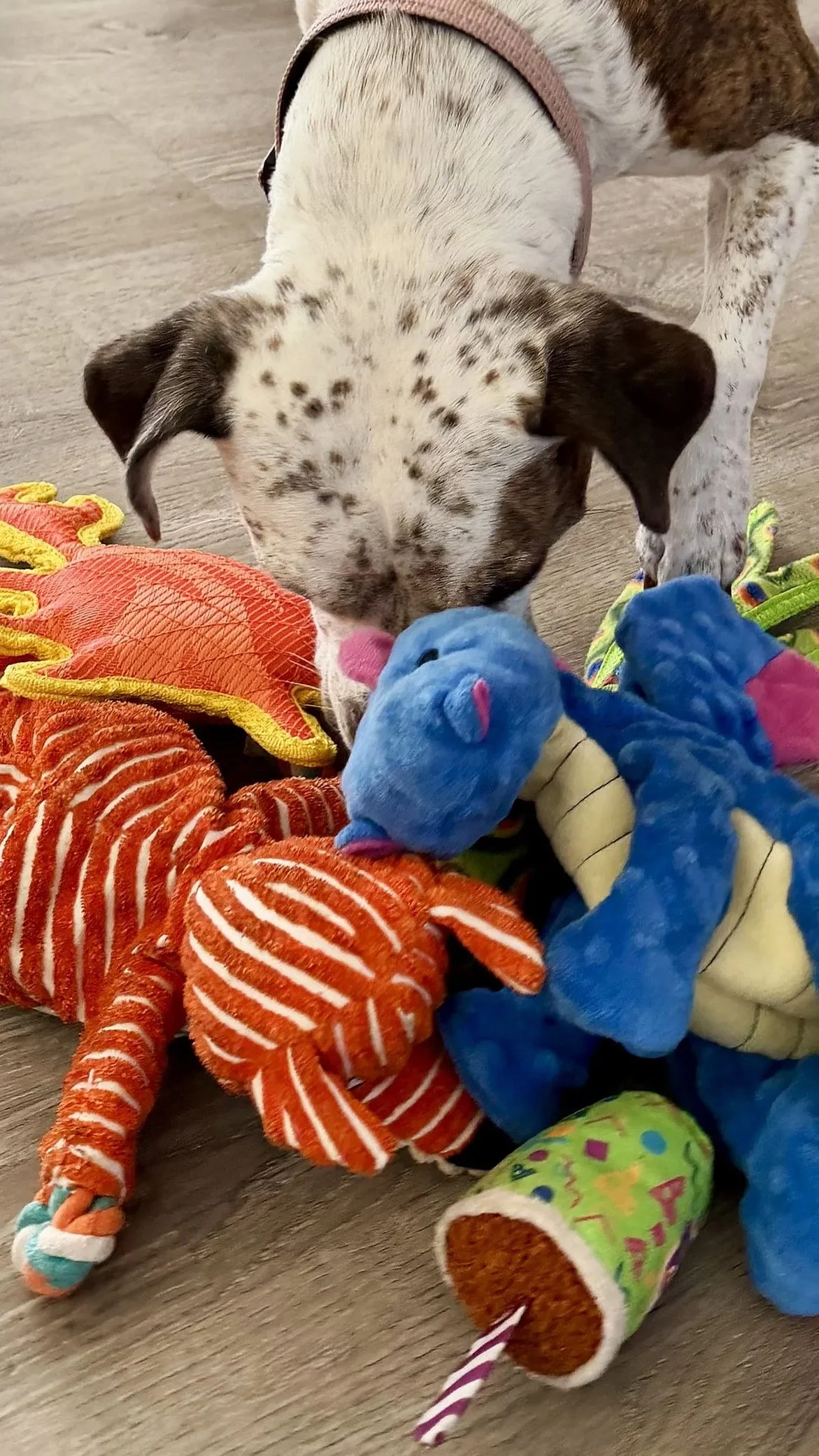Dog sniffing a pile of colorful plush stuffed animals on a wooden floor.