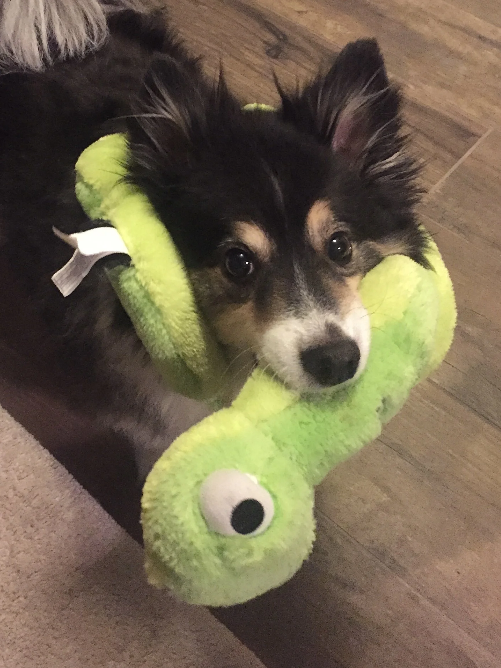 A cute puppy with black, tan, and white fur lying on a piece of furniture, wearing a bright green plush snake-shaped pillow around its neck, on a wooden floor.