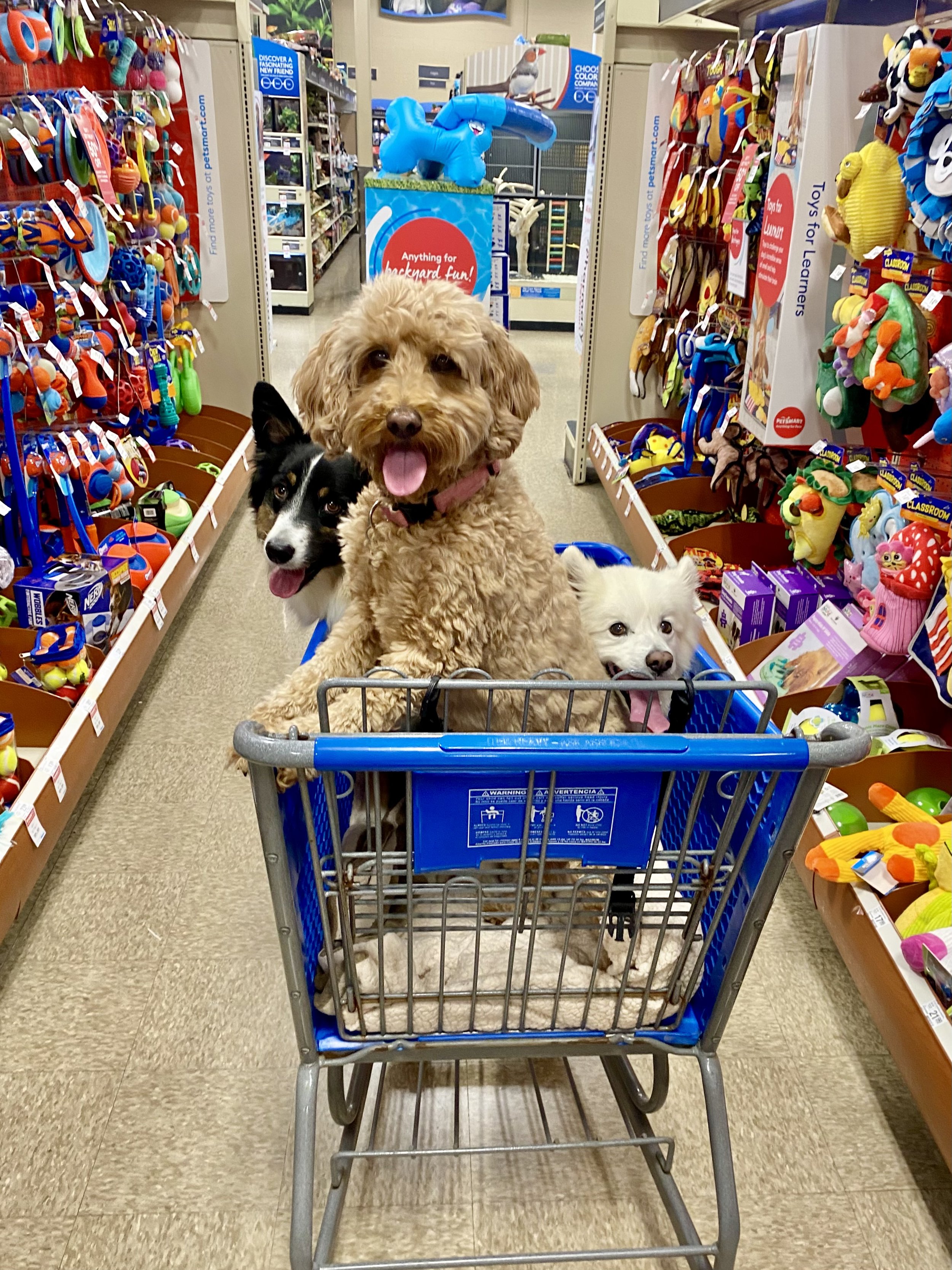Three dogs sitting in a shopping cart inside a pet store aisle filled with colorful dog toys.
