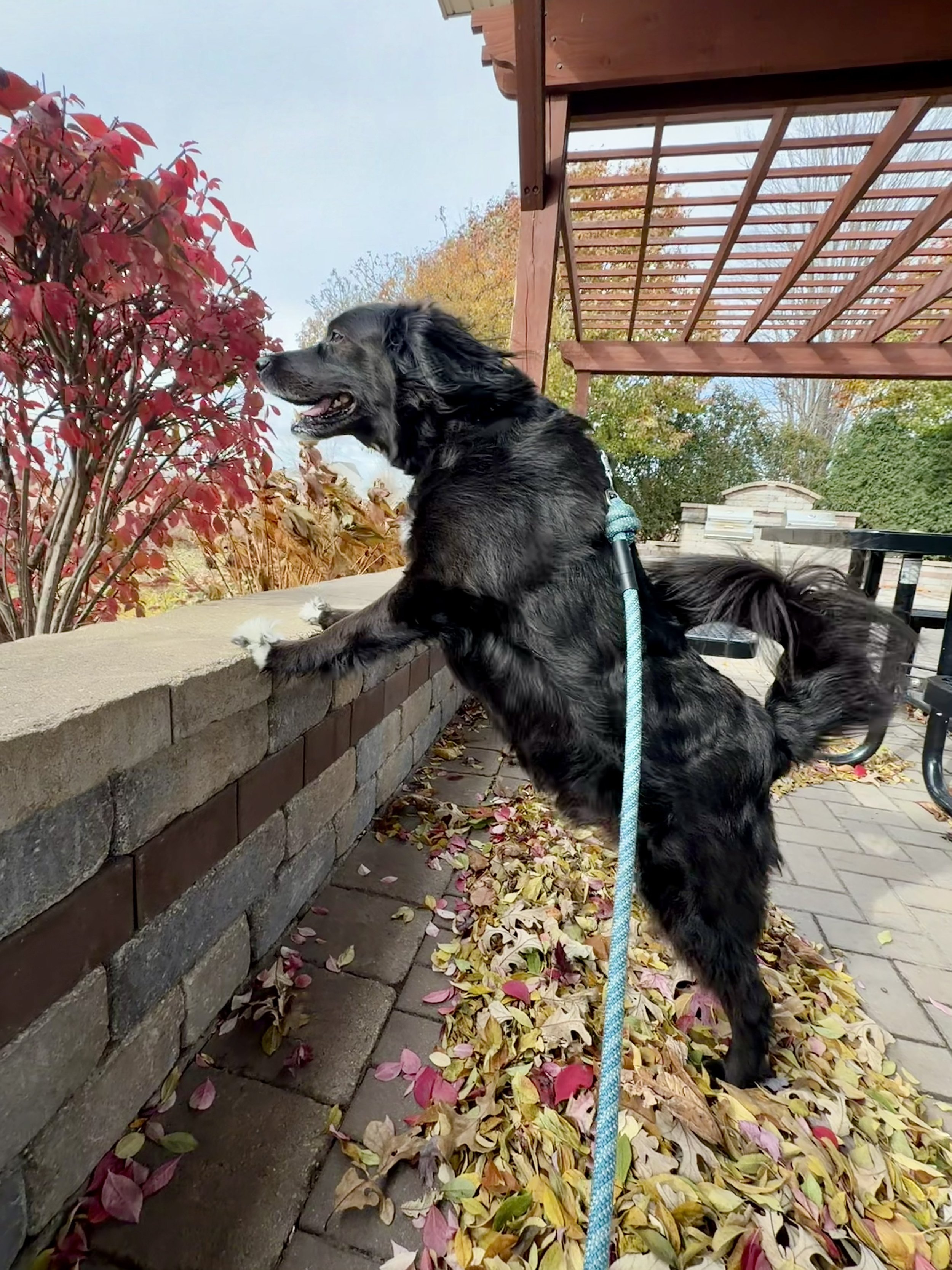 Dog standing on hind legs, leaning on a brick wall, looking at autumn leaves on a bush.