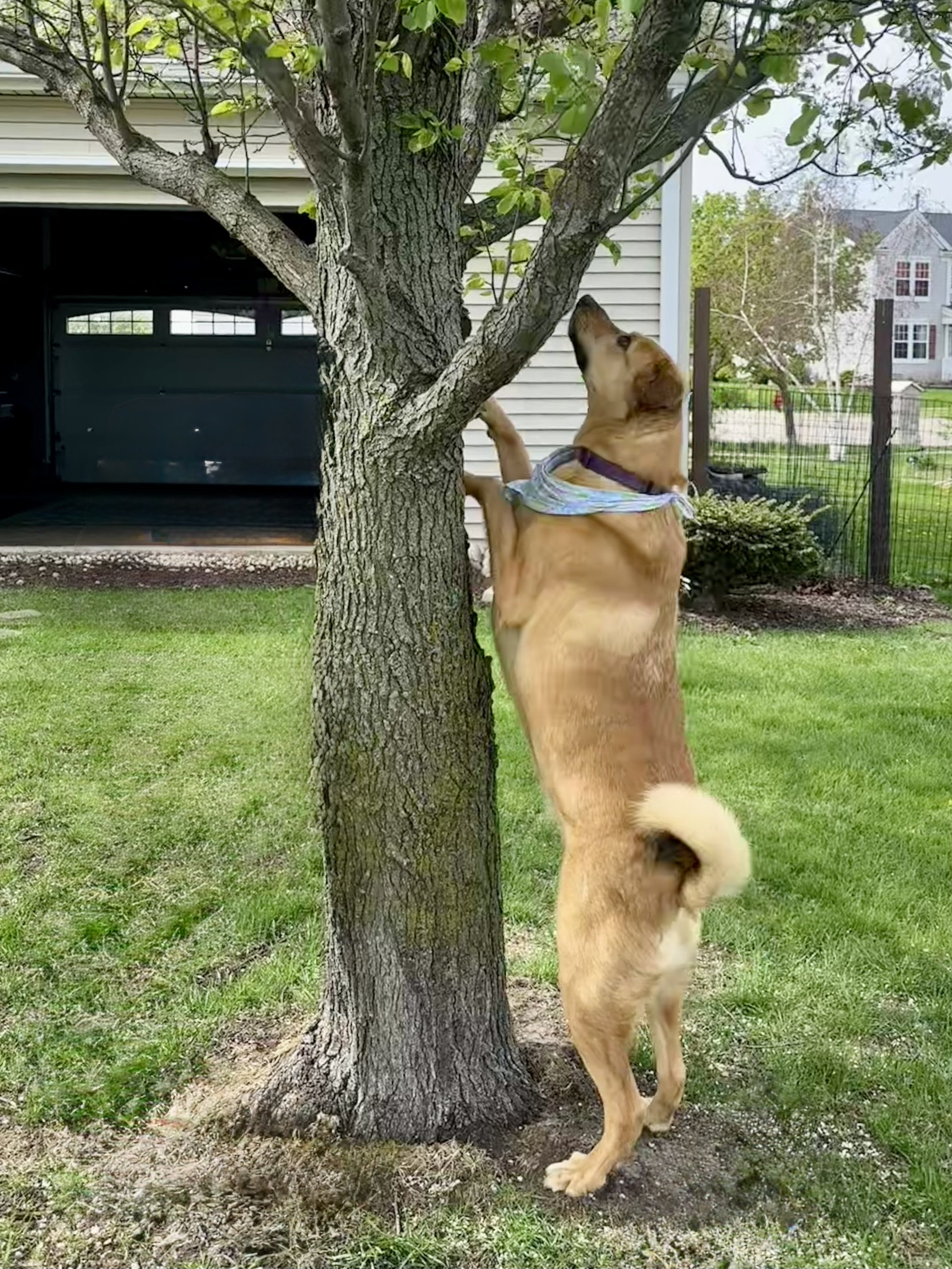 Dog standing on its hind legs, leaning against a tree and reaching up to sniff or inspect the leaves.
