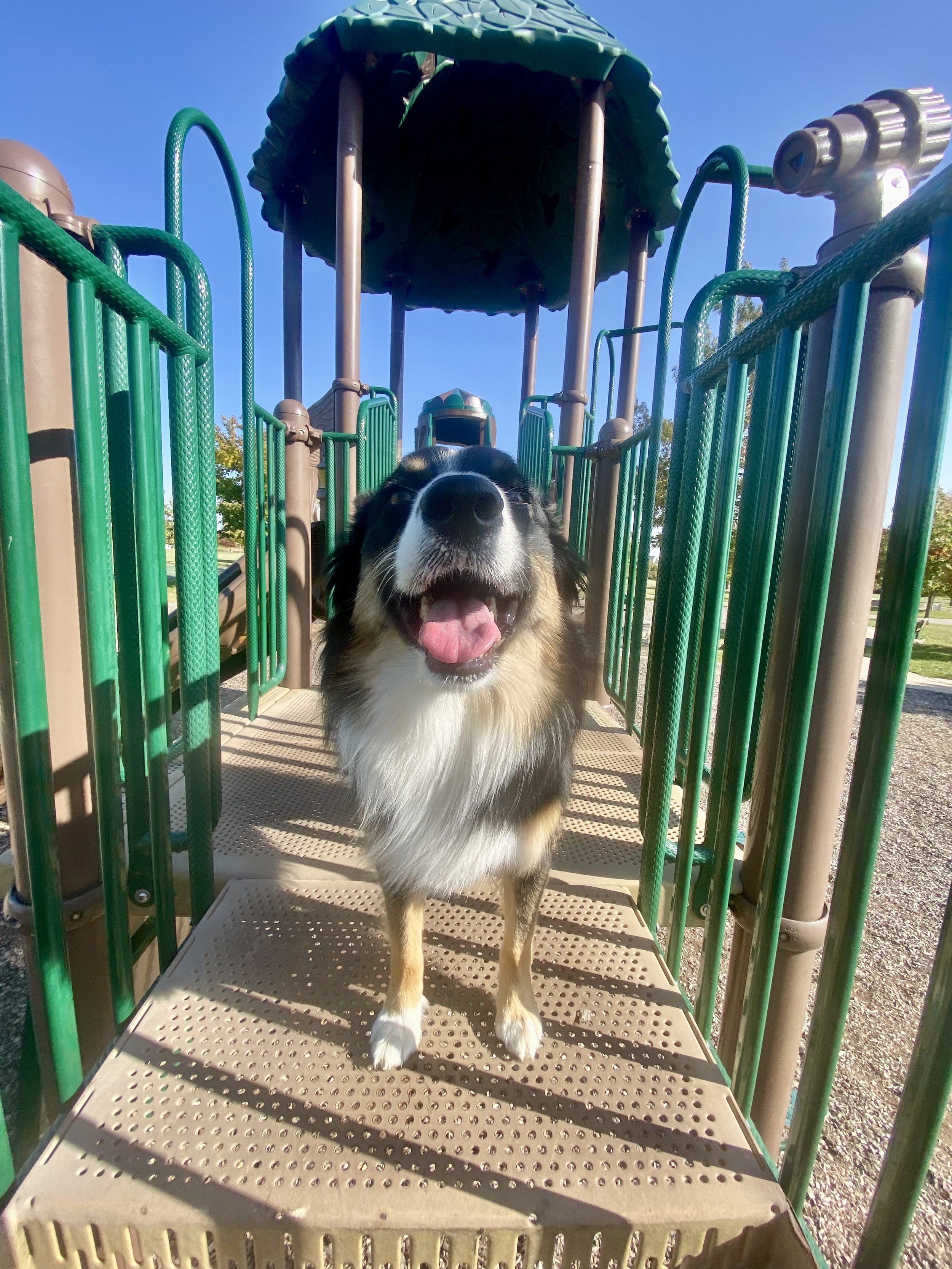 A happy dog standing on a playground platform, with a clear blue sky in the background.