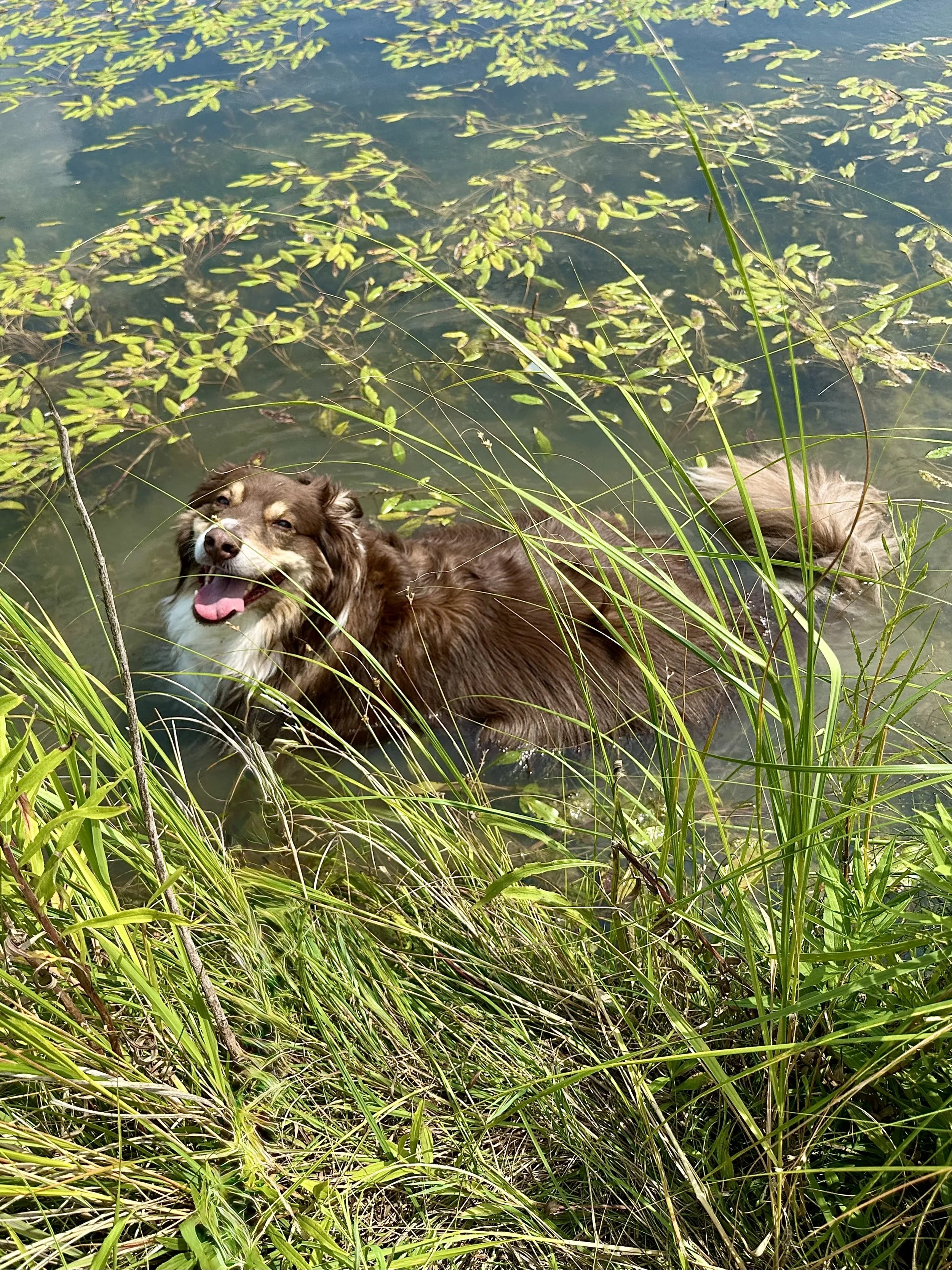 Dog swimming in a pond with tall grass and floating aquatic plants.