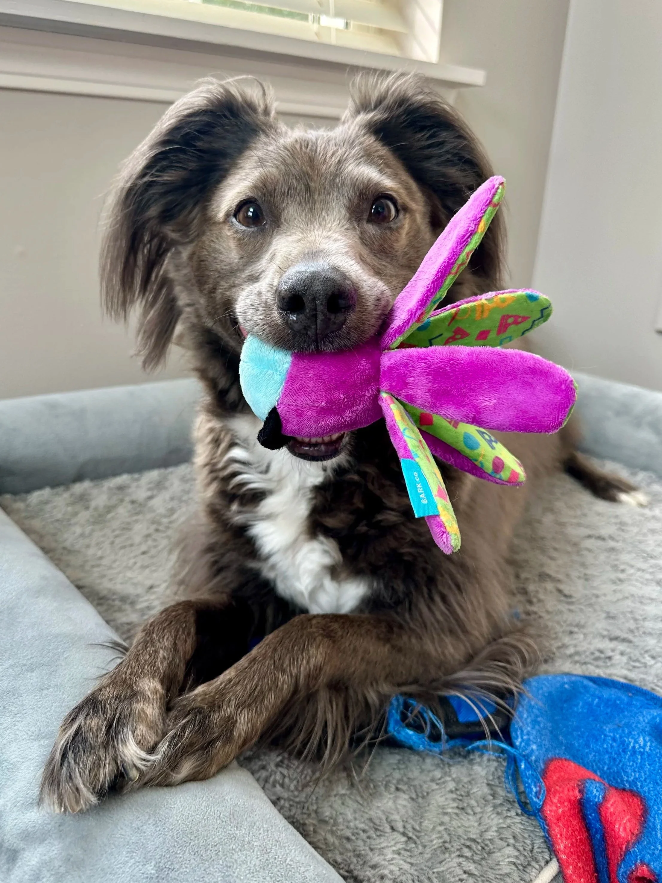 A brown and white dog lying on a gray bed, holding a pink and multicolored plush butterfly toy in its mouth.