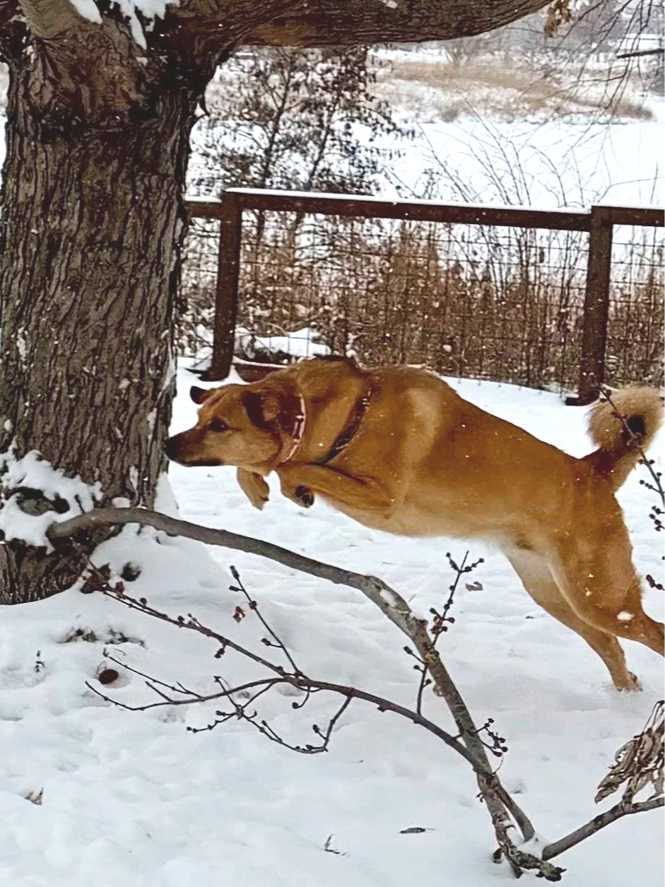 A dog with a harness leans against a tree in a snow-covered yard, with a fence and leafless trees in the background.