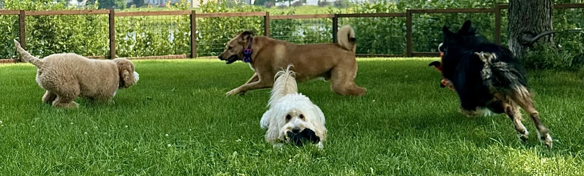 Four dogs playing on a grassy yard surrounded by a wooden fence.