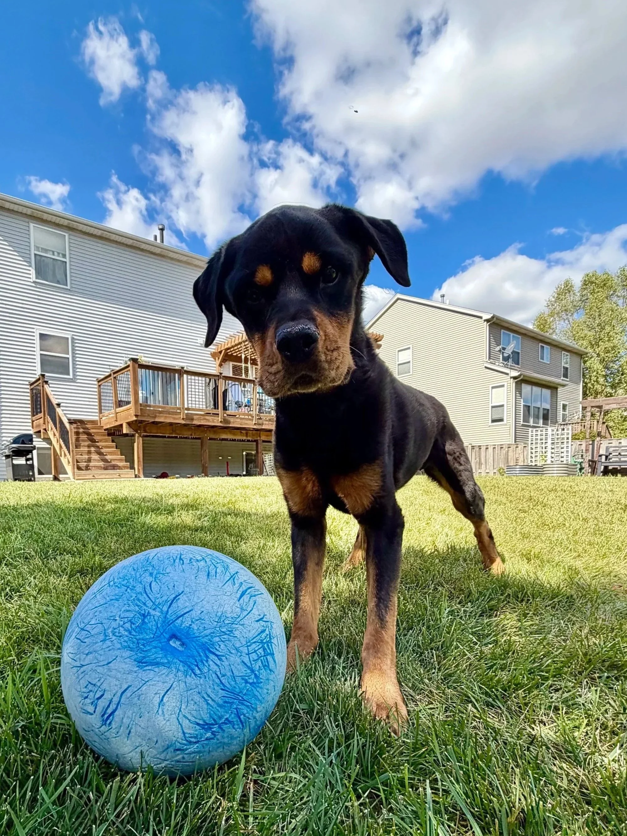 A black and tan puppy standing on green grass, with a blue ball nearby, in a backyard with a deck and houses in the background under a partly cloudy sky.