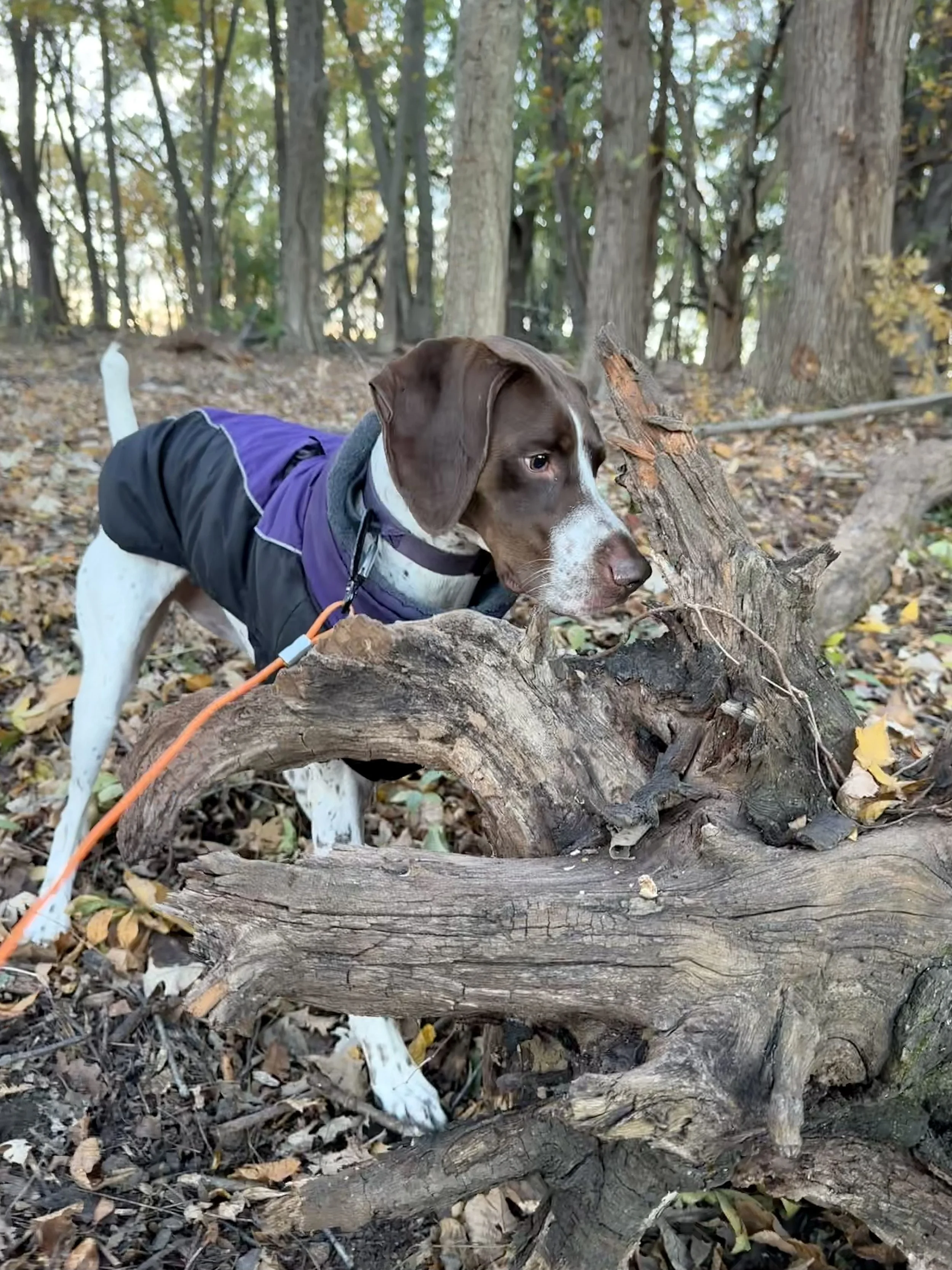 A brown and white dog wearing a purple and black jacket exploring a wooded area with fallen leaves, sniffing a large piece of fallen tree trunk.