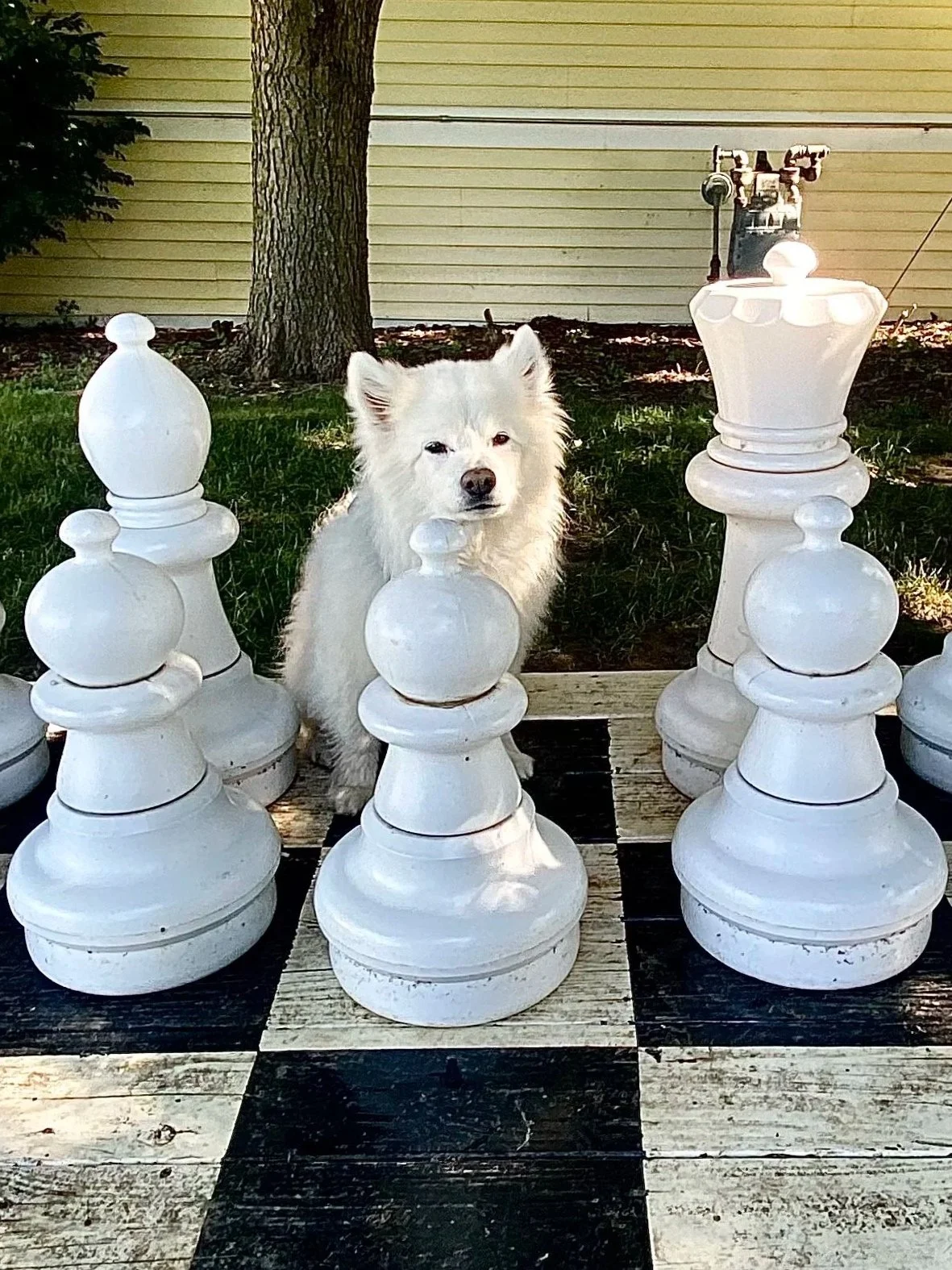 A white dog sitting on a large outdoor chessboard with oversized white chess pieces surrounding it, in a yard with grass, trees, and a house with siding in the background.