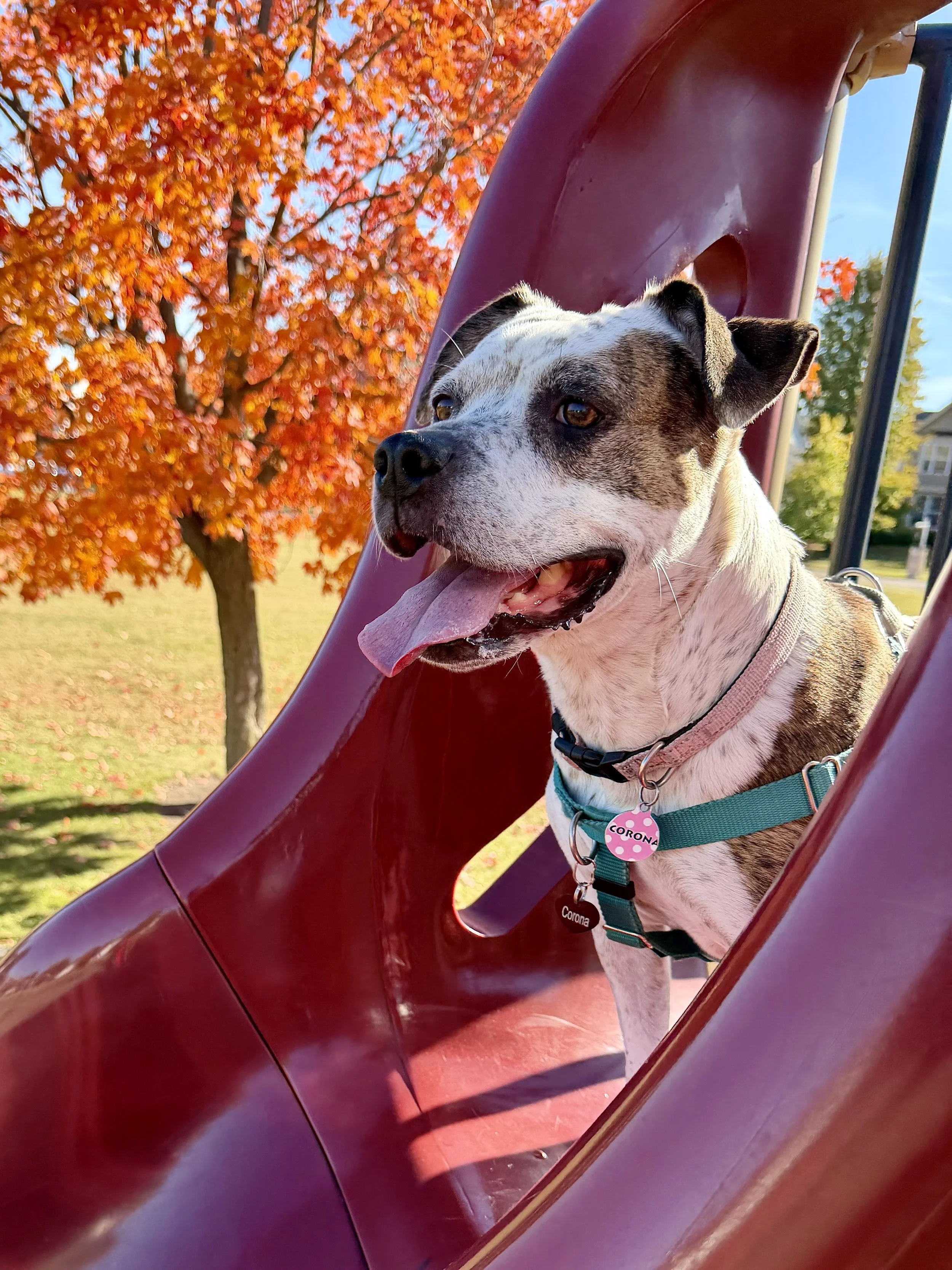 Happy dog with a pink and teal collar, sitting on a playground slide, with vibrant orange and red autumn leaves and a grassy park in the background.