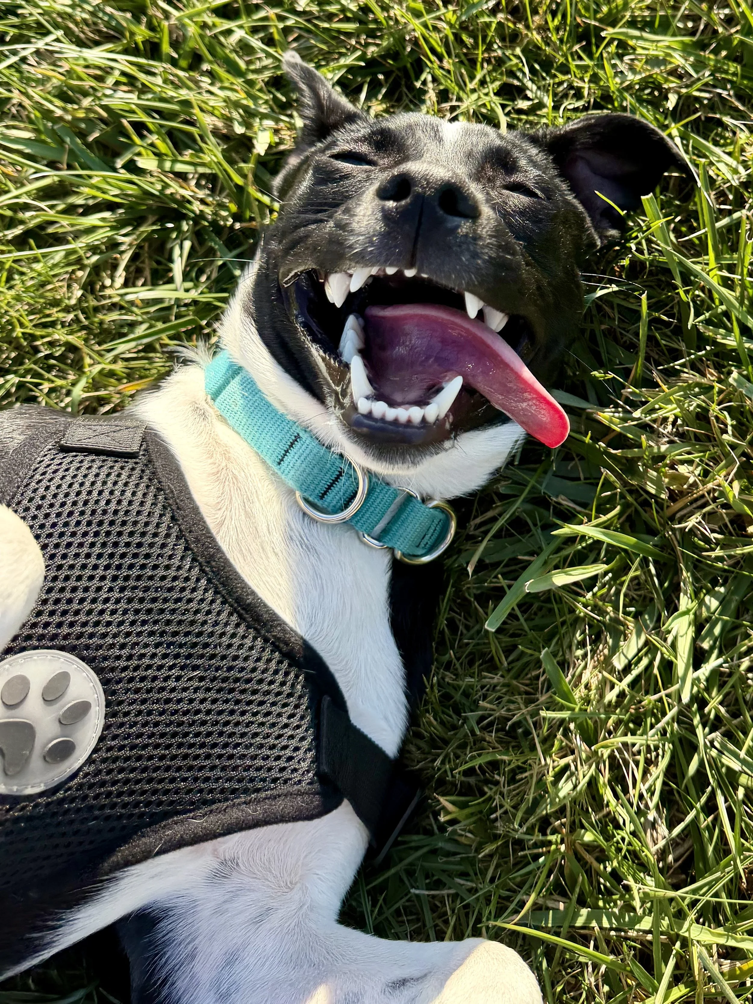 A happy black and white dog lying on green grass, sticking out its tongue, with a blue collar and black harness with a silver circular tag.