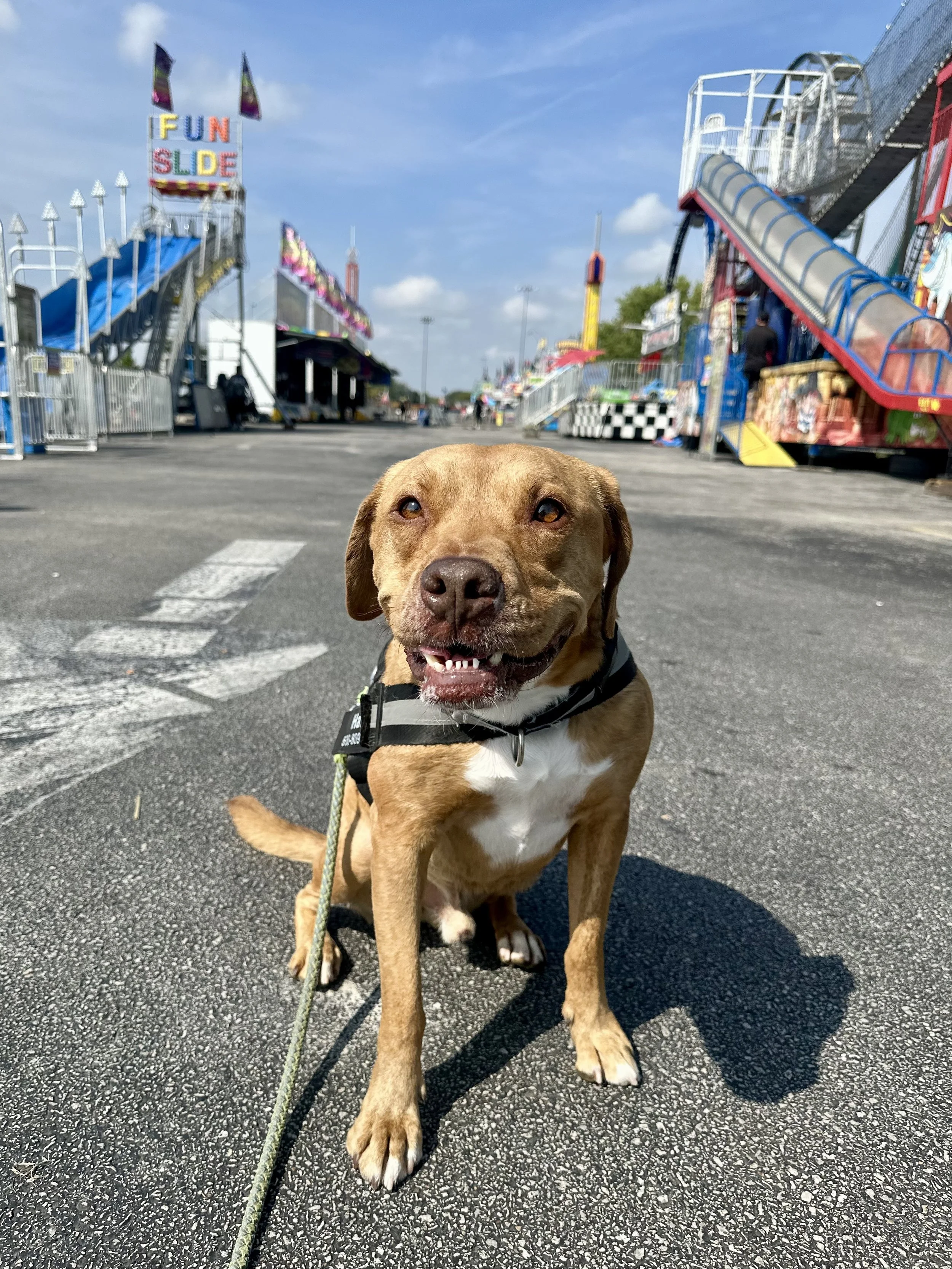 Dog sitting on pavement at a carnival with rides and booths in the background on a sunny day.