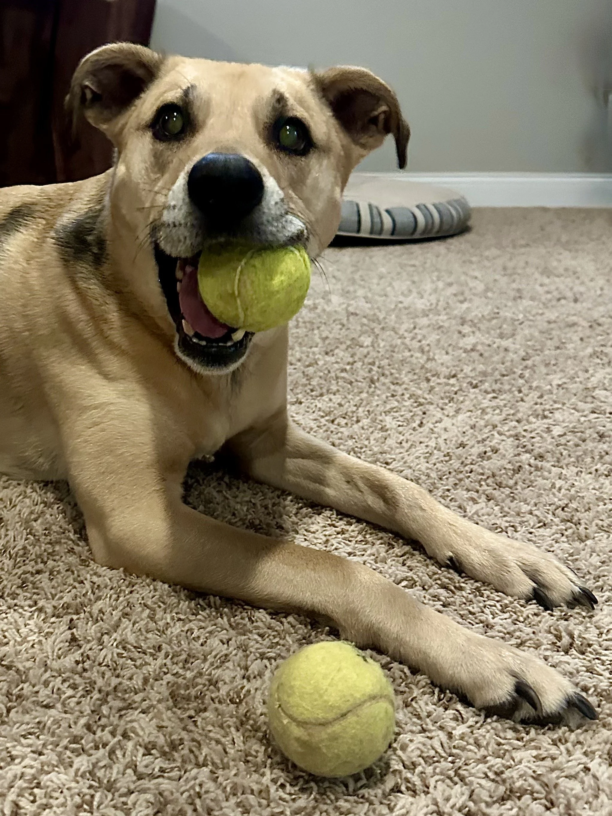 A tan dog with a tennis ball in its mouth lying on a beige carpeted floor, with another tennis ball nearby.