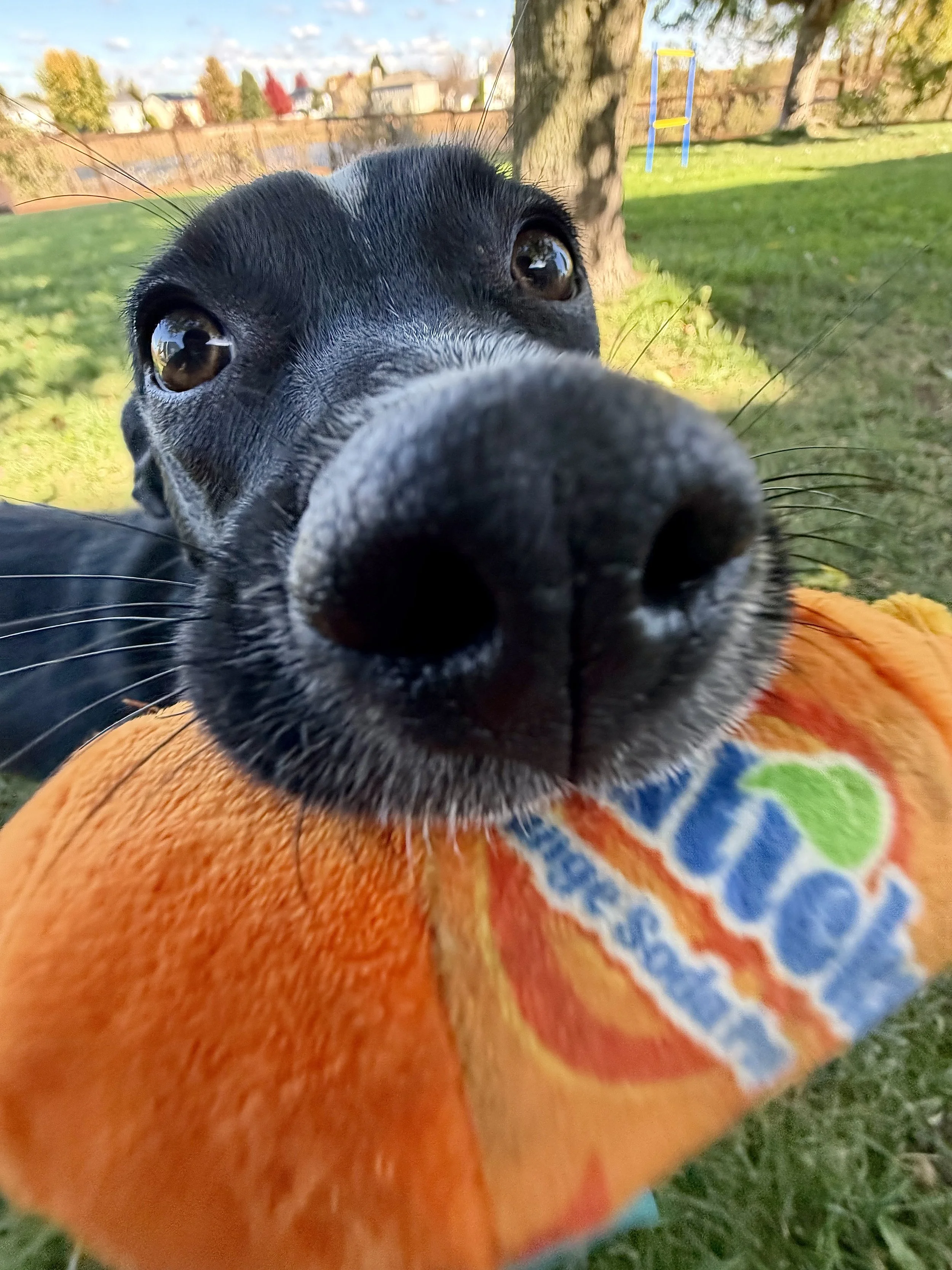 Close-up of a black dog with a white stripe on its face, lying on grass in a park, with its nose close to the camera, and a trampoline and trees in the background.