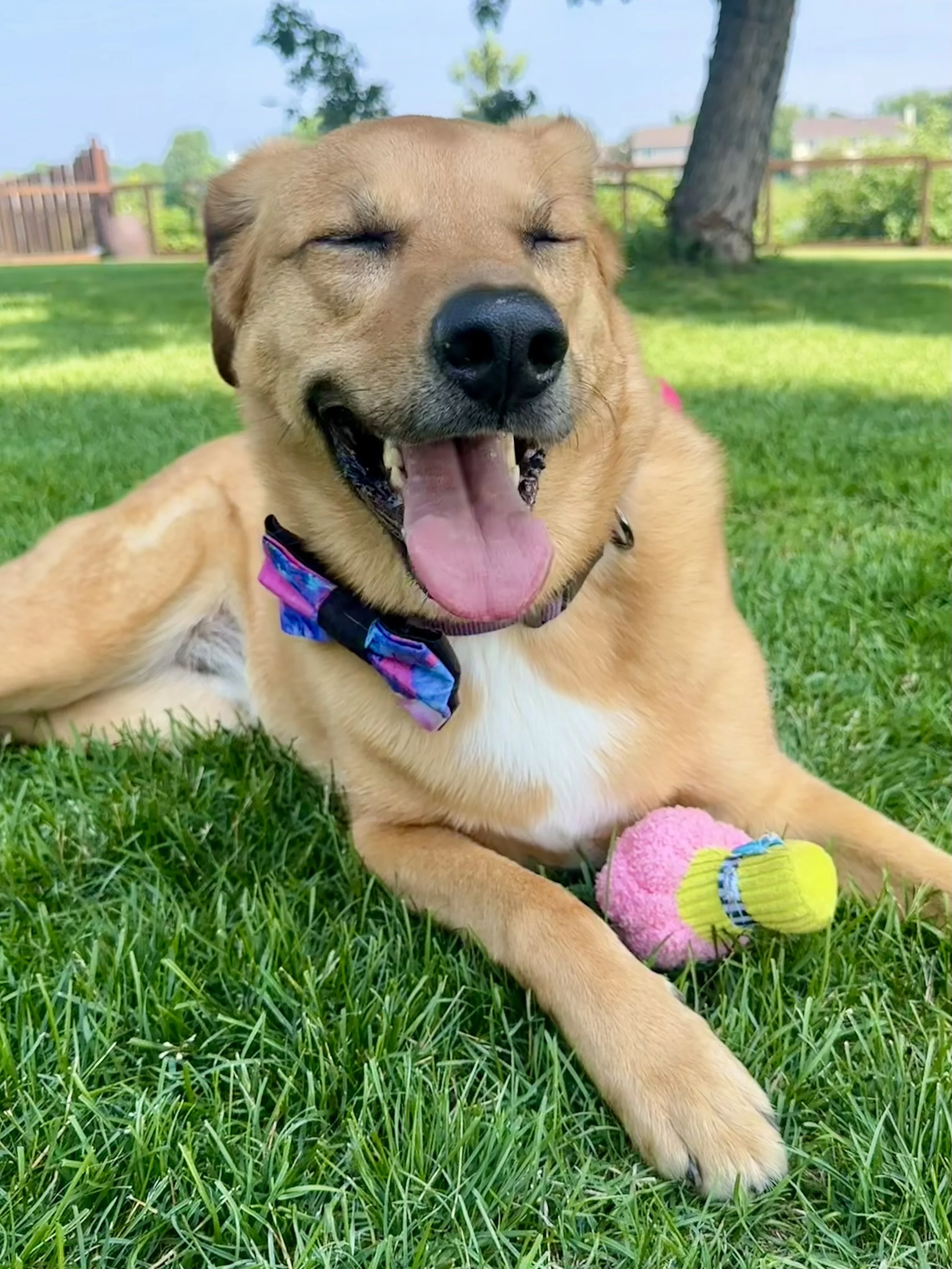 Happy brown dog with a colorful collar, lying on green grass, with eyes closed and tongue out, next to a pink and yellow tennis ball in a park.