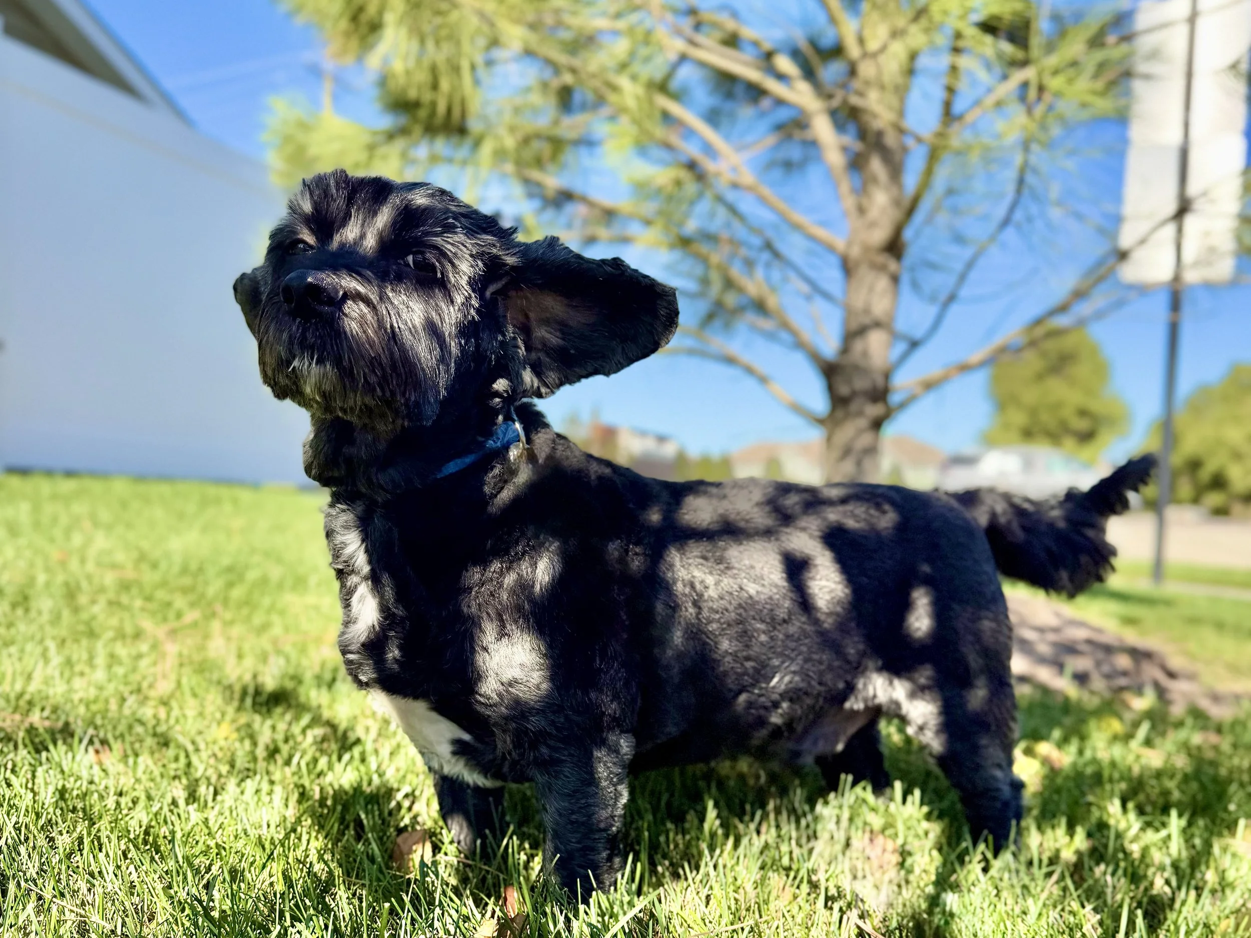 Small black and white dog standing on green grass with a tree and blue sky in the background.