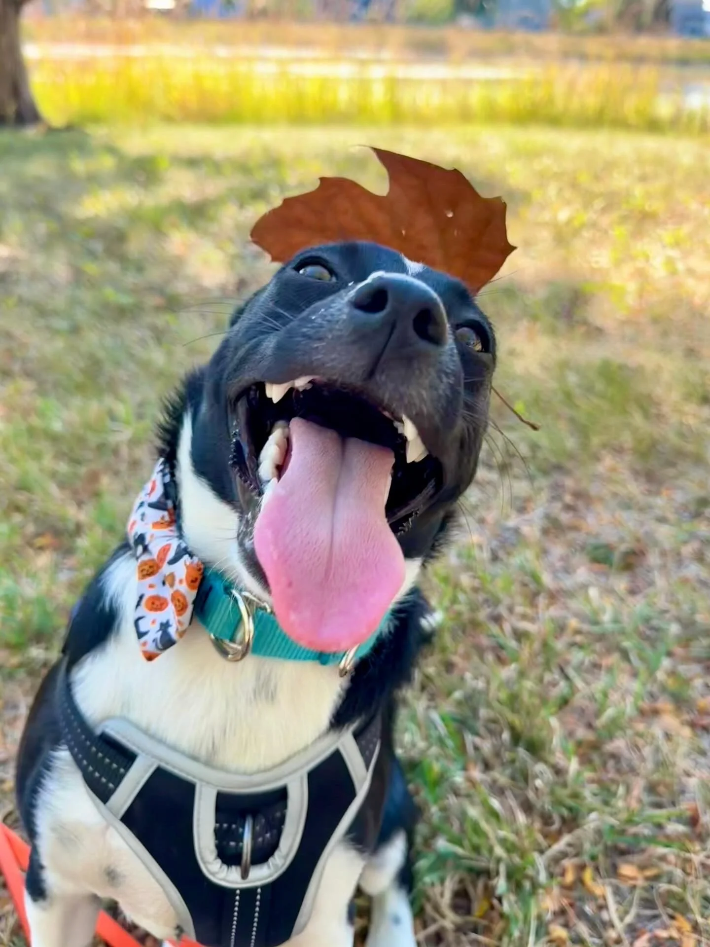 A happy black and white dog with a pink tongue hanging out, wearing a harness and a Halloween-themed bandana, with a leaf on its head, outdoors in a grassy area.