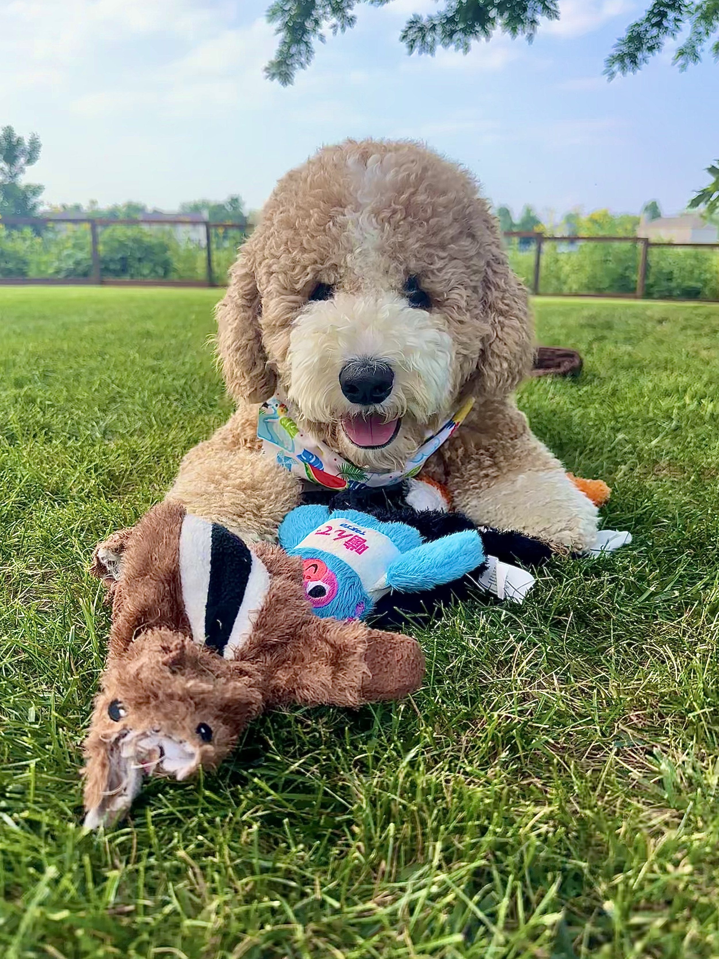 A cute, fluffy, curly-haired puppy with a white face and black nose, lying on green grass with a toy mouse in front of it. The puppy is outdoors in a park or backyard with trees and a fence in the background on a sunny day.