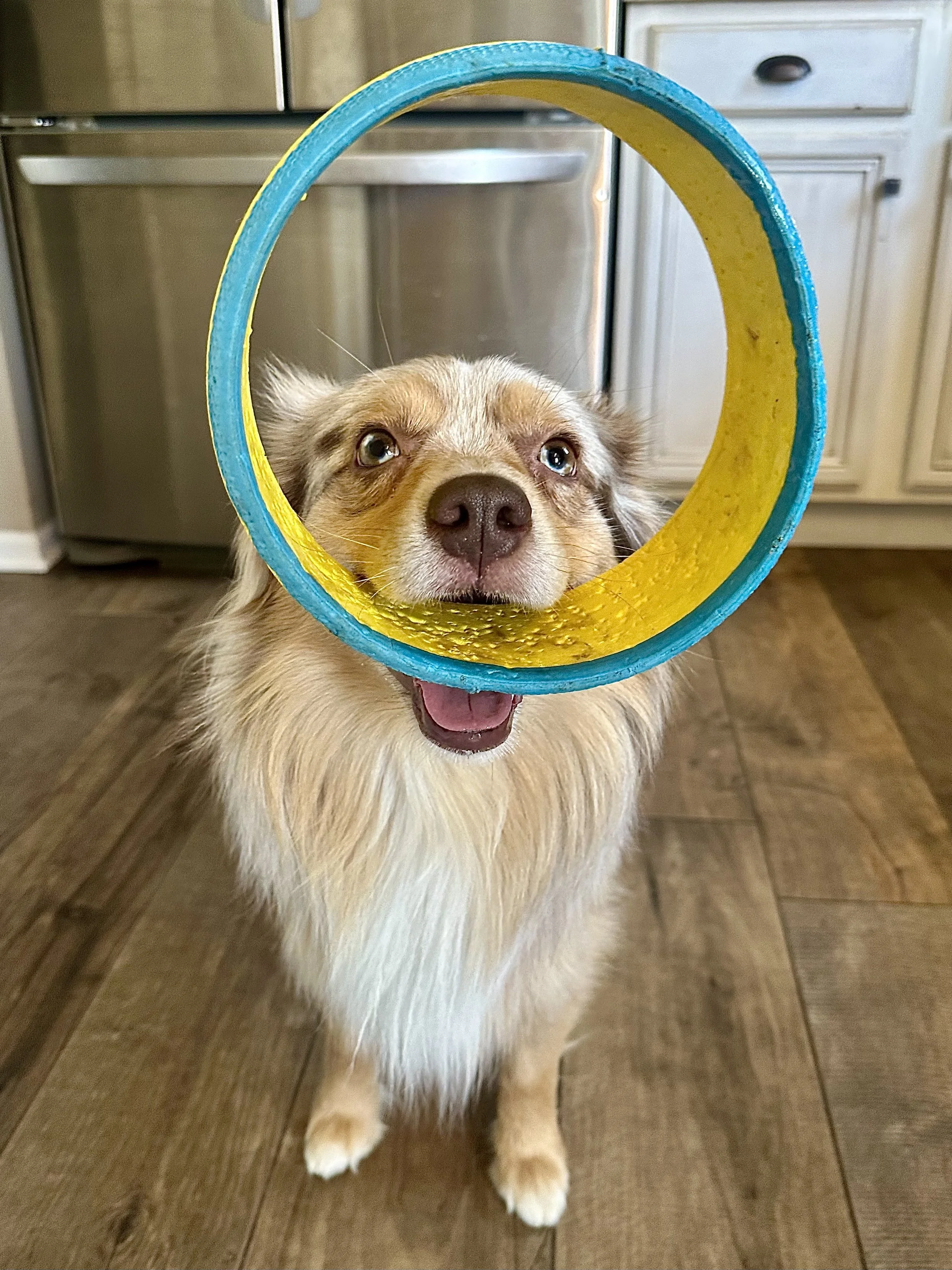 A happy Australian Shepherd dog with a multi-colored ring around its head, standing on a wooden floor in a kitchen.