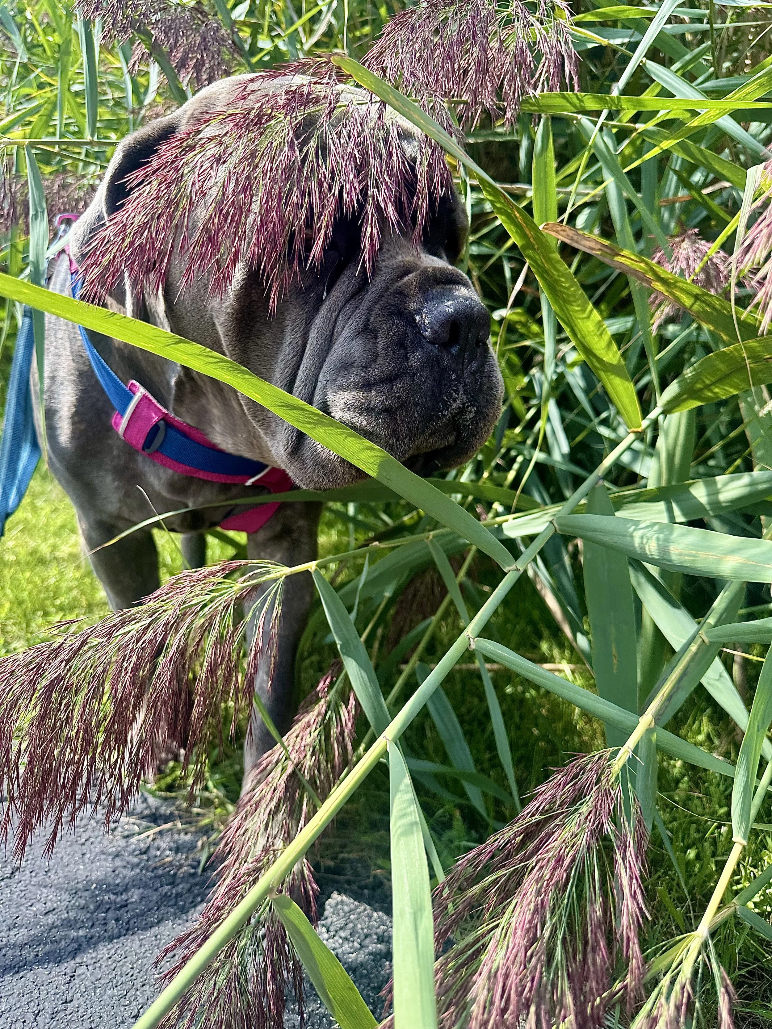 A gray dog with a blue and pink harness among tall green grass and purple-tipped plants.