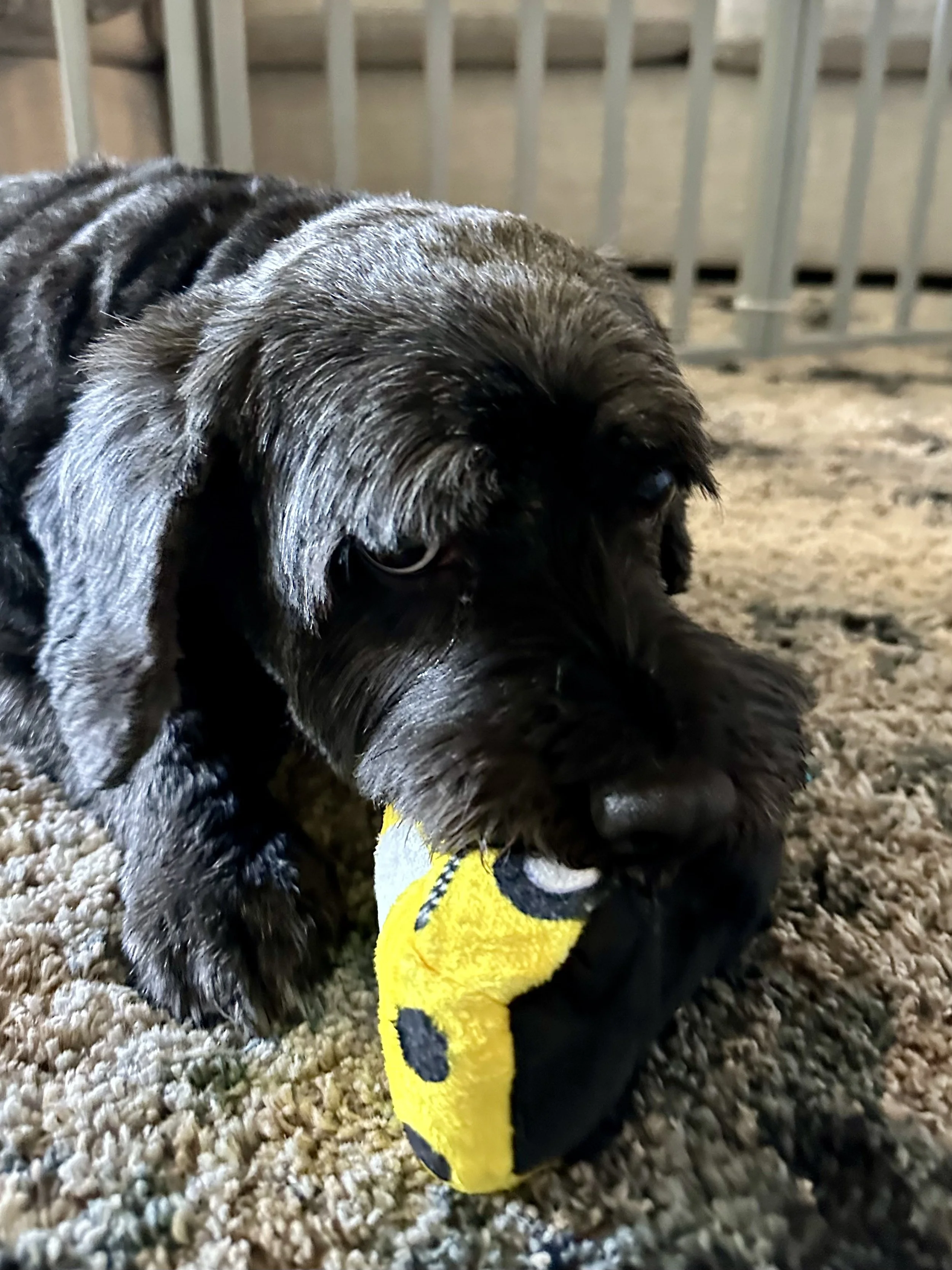 A black puppy playing with a yellow and black stuffed toy on a carpeted floor.