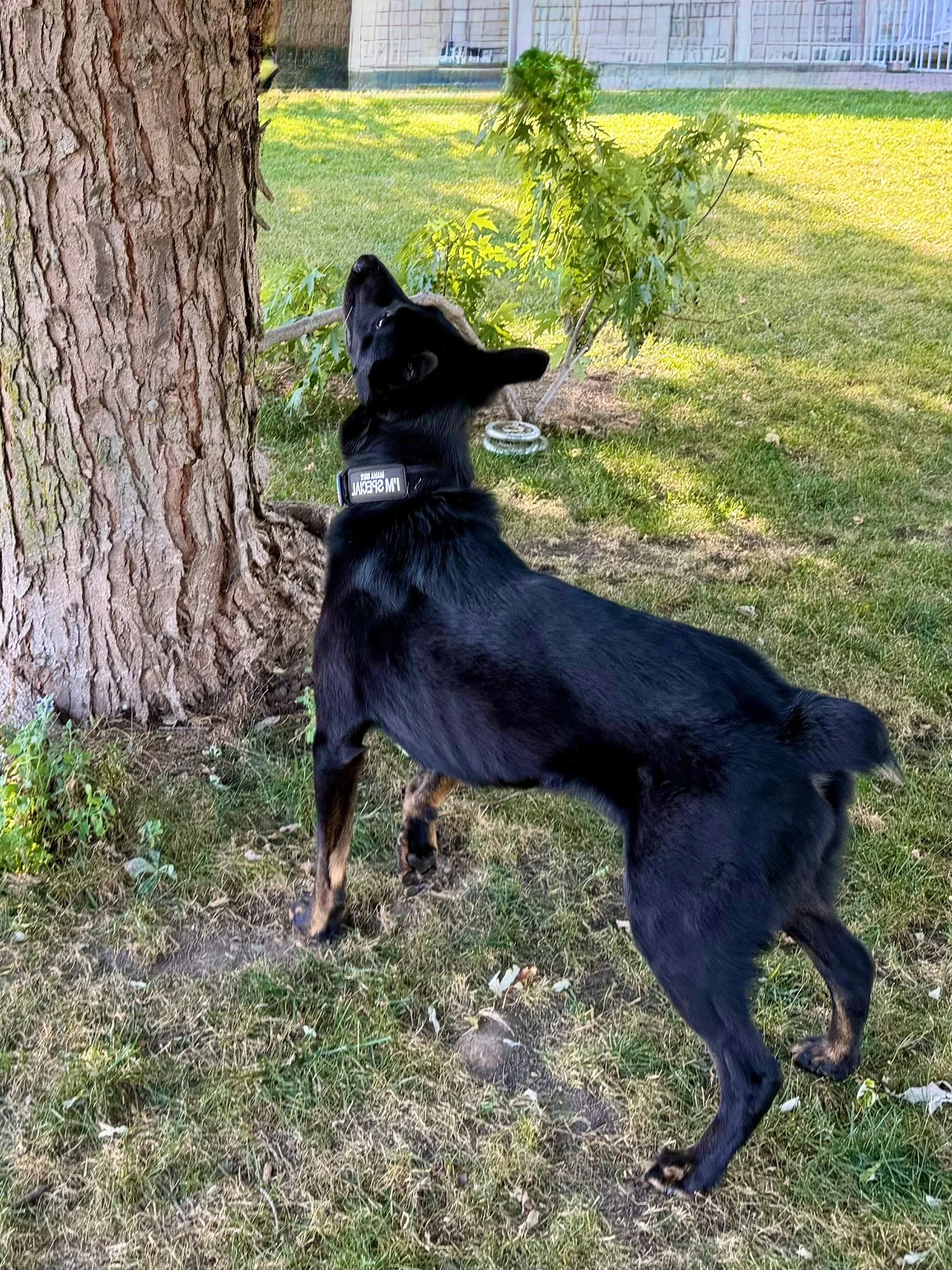 Black dog with a collar sniffing a tree trunk in a grassy backyard.