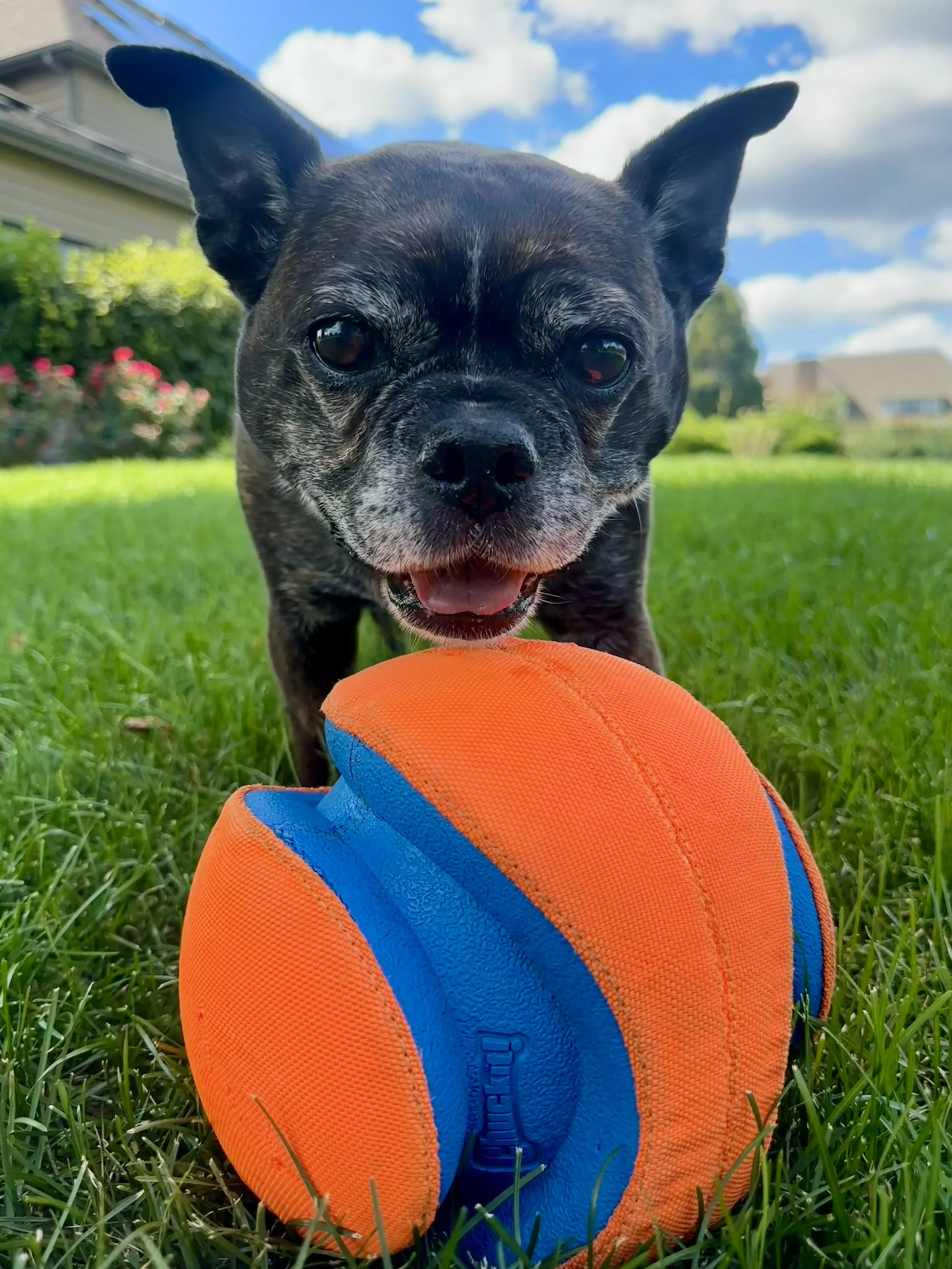 A small black and brindle French Bulldog puppy with perky ears and a happy expression, playing with an orange and blue football ball on green grass outdoors under a partly cloudy sky.