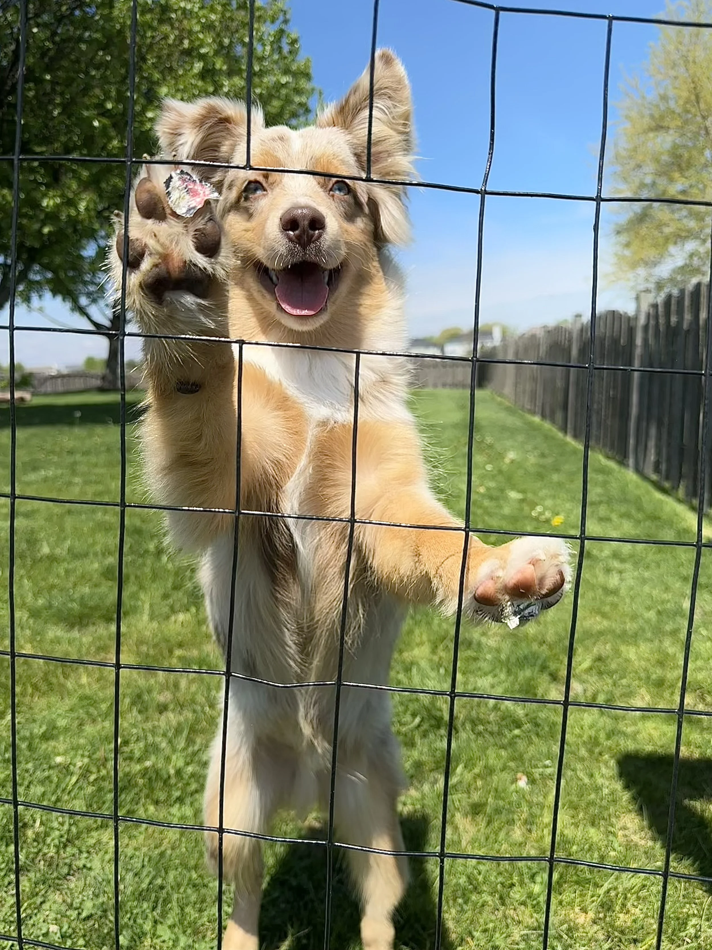 Happy dog standing behind a wire fence outside, reaching out with its paw, with a sunny day, green grass, trees, and a wooden fence in the background.