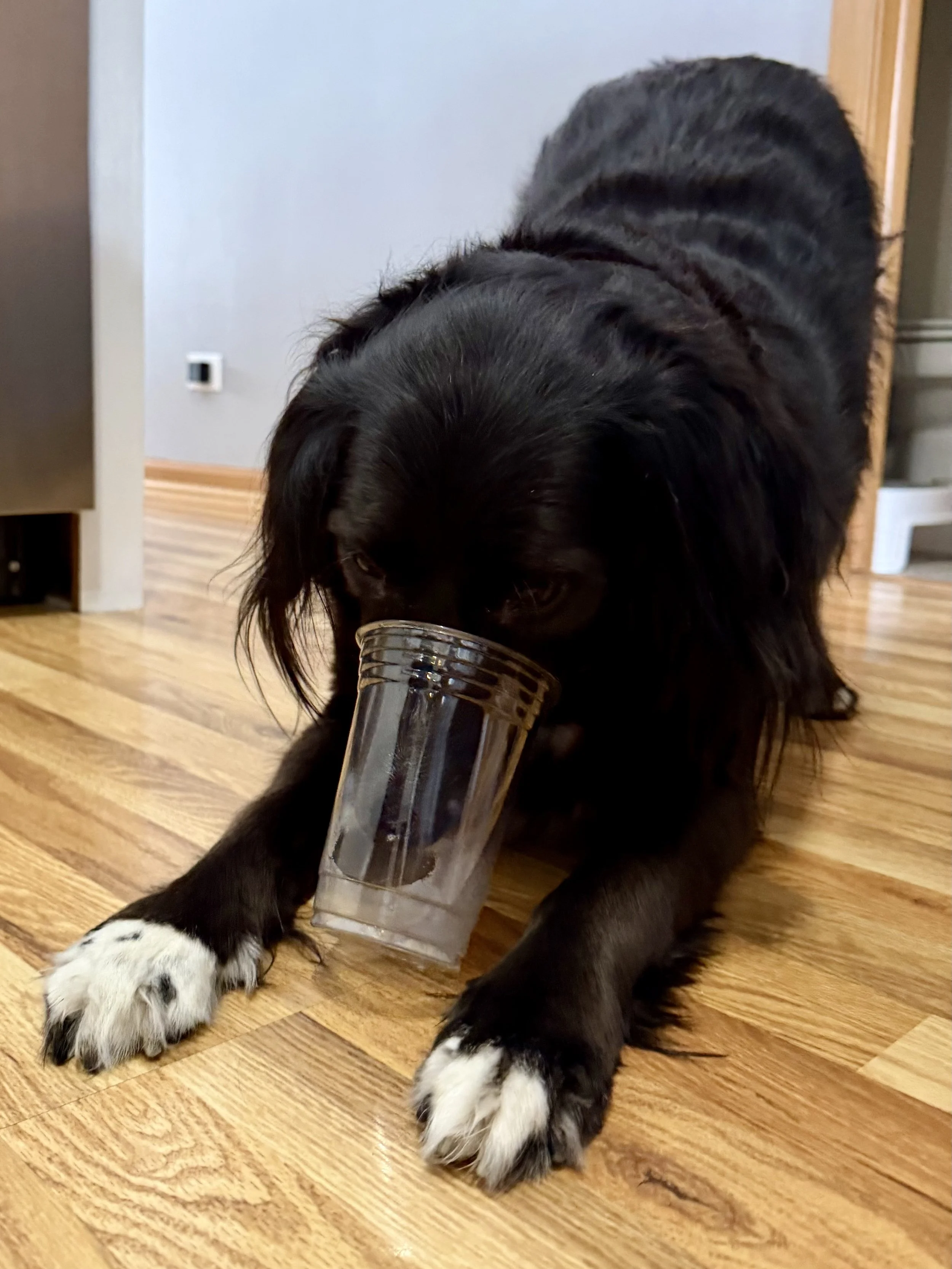 A black dog with white paws laying on a wooden floor, holding a clear glass in its mouth.