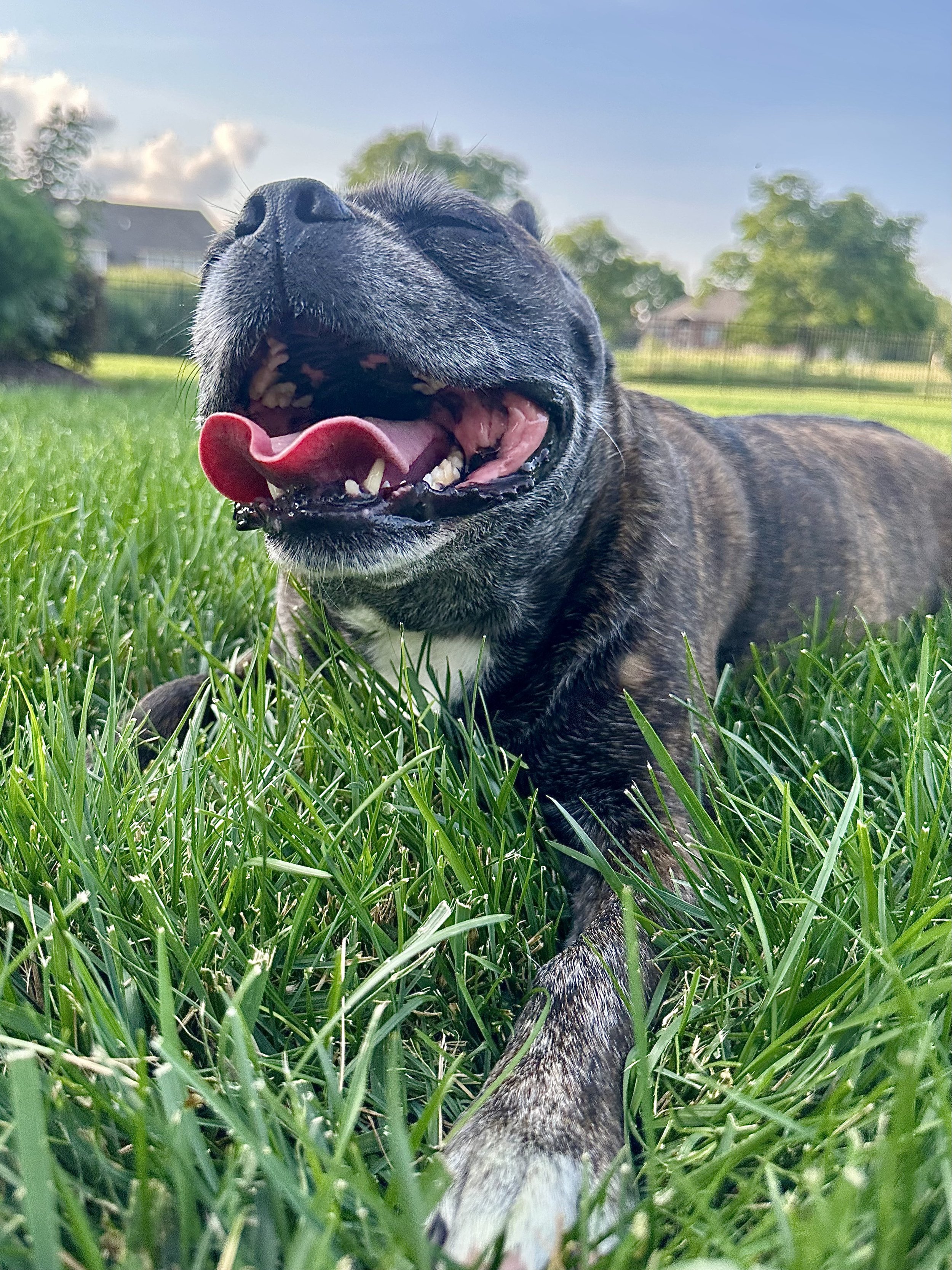 A joyful brindle dog lying on the grass with eyes closed and tongue out, appearing to smile, in a sunny backyard with trees and houses in the background.
