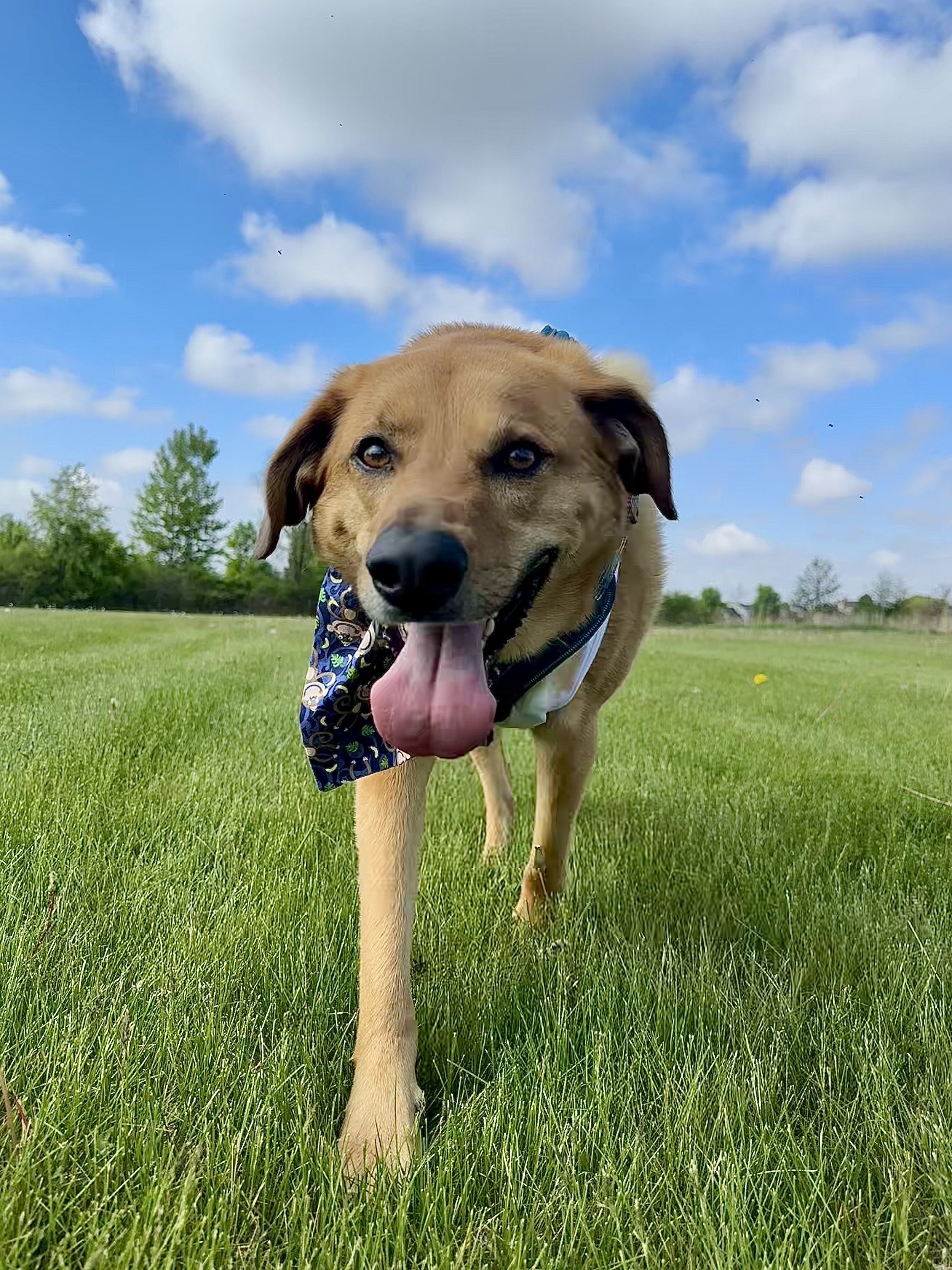 A happy brown dog with a blue bandana walking on a green grassy field under a partly cloudy blue sky.