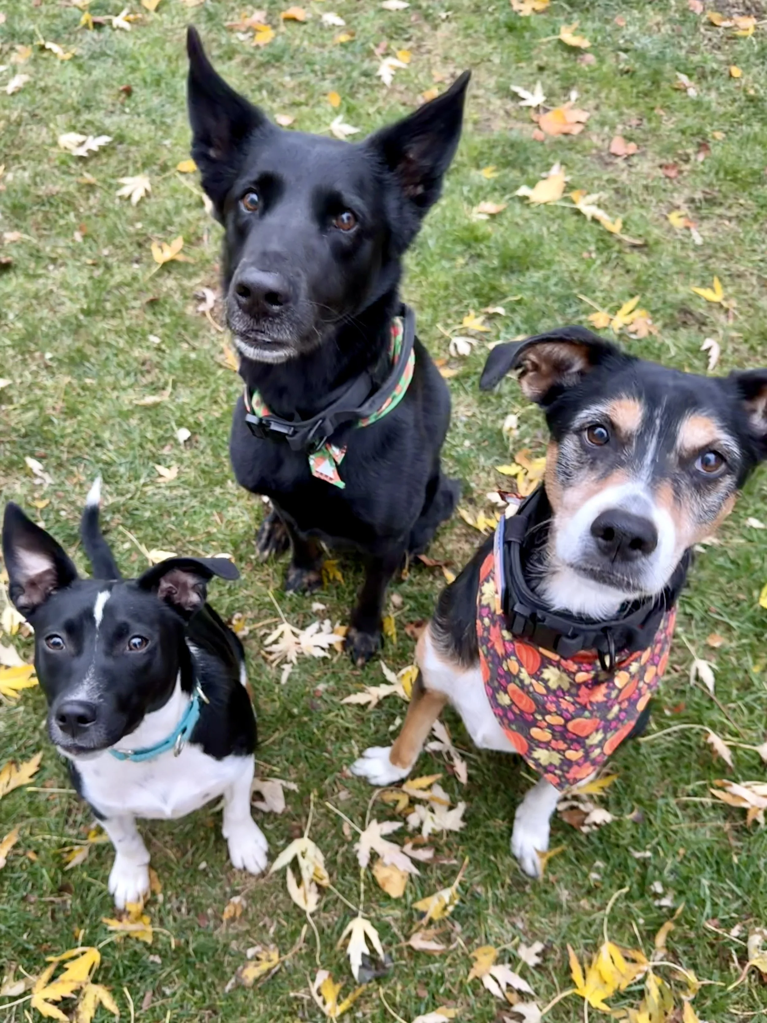 Three dogs sitting on grass with fallen autumn leaves. The dog on the left is black and white with pointed ears and a blue collar. The middle dog is black with upright ears and wearing a colorful bandana. The dog on the right is a tricolor with a floral bandana.