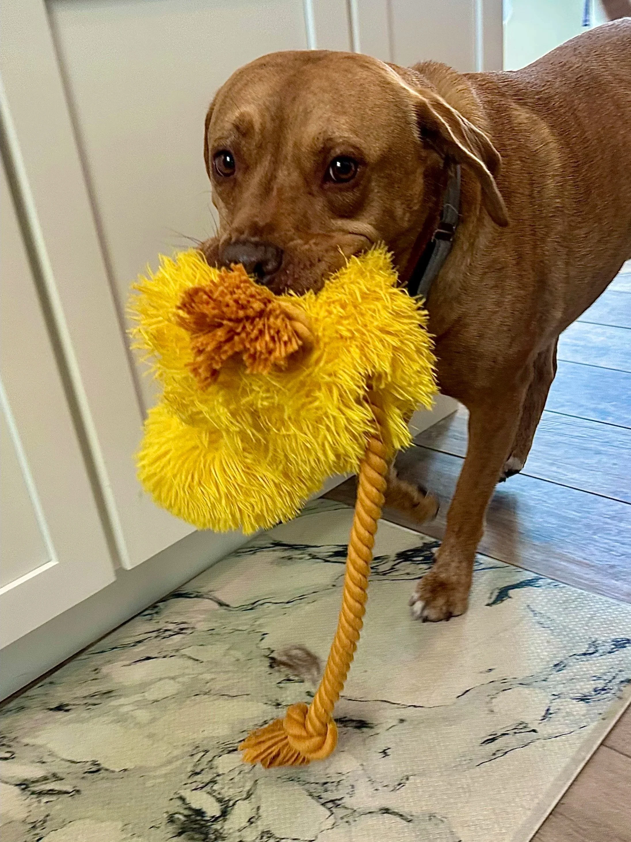A brown dog holding a yellow plush toy with a rope tail in its mouth.