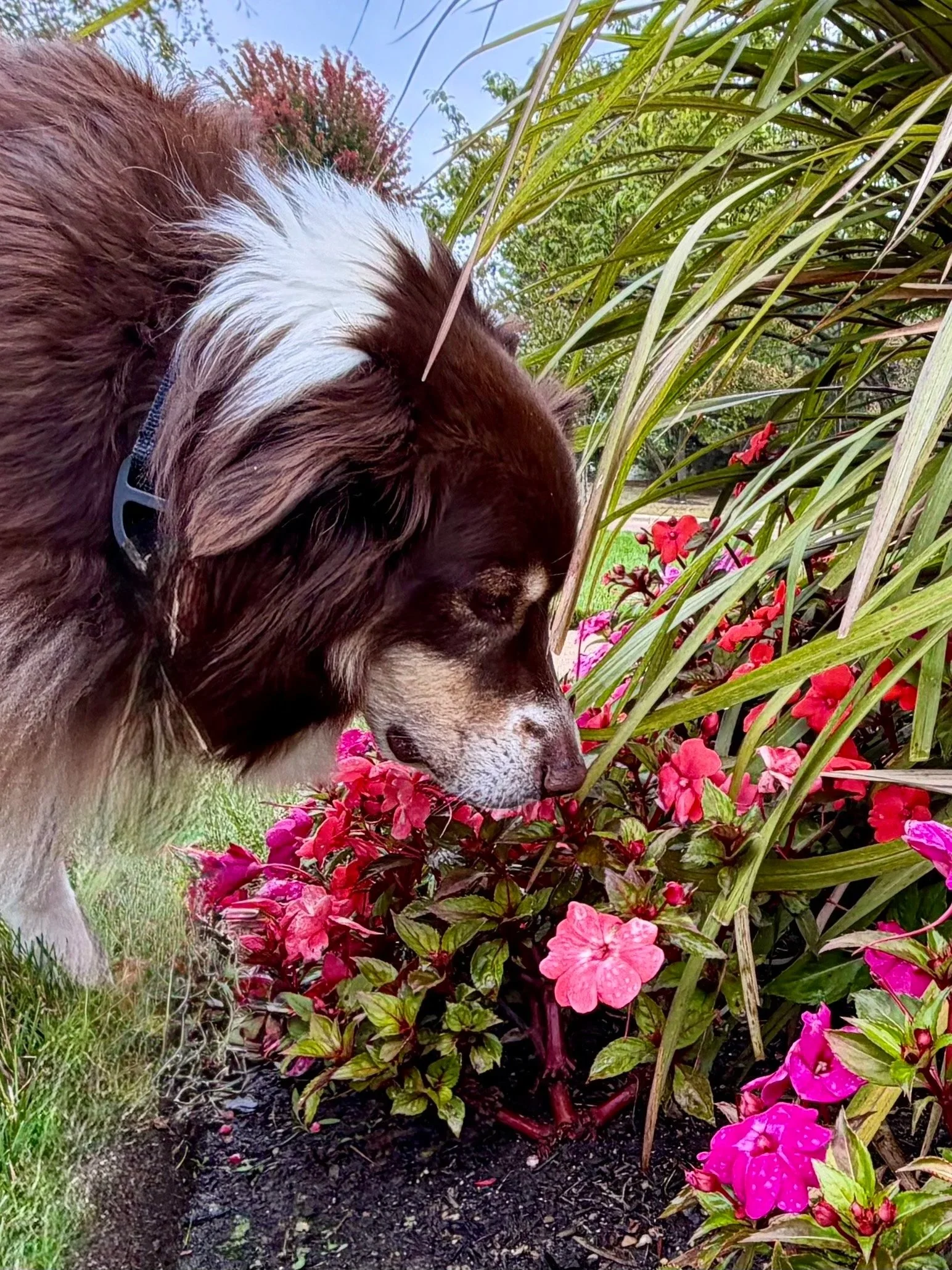 A brown and white dog sniffing pink and red flowers in a garden.