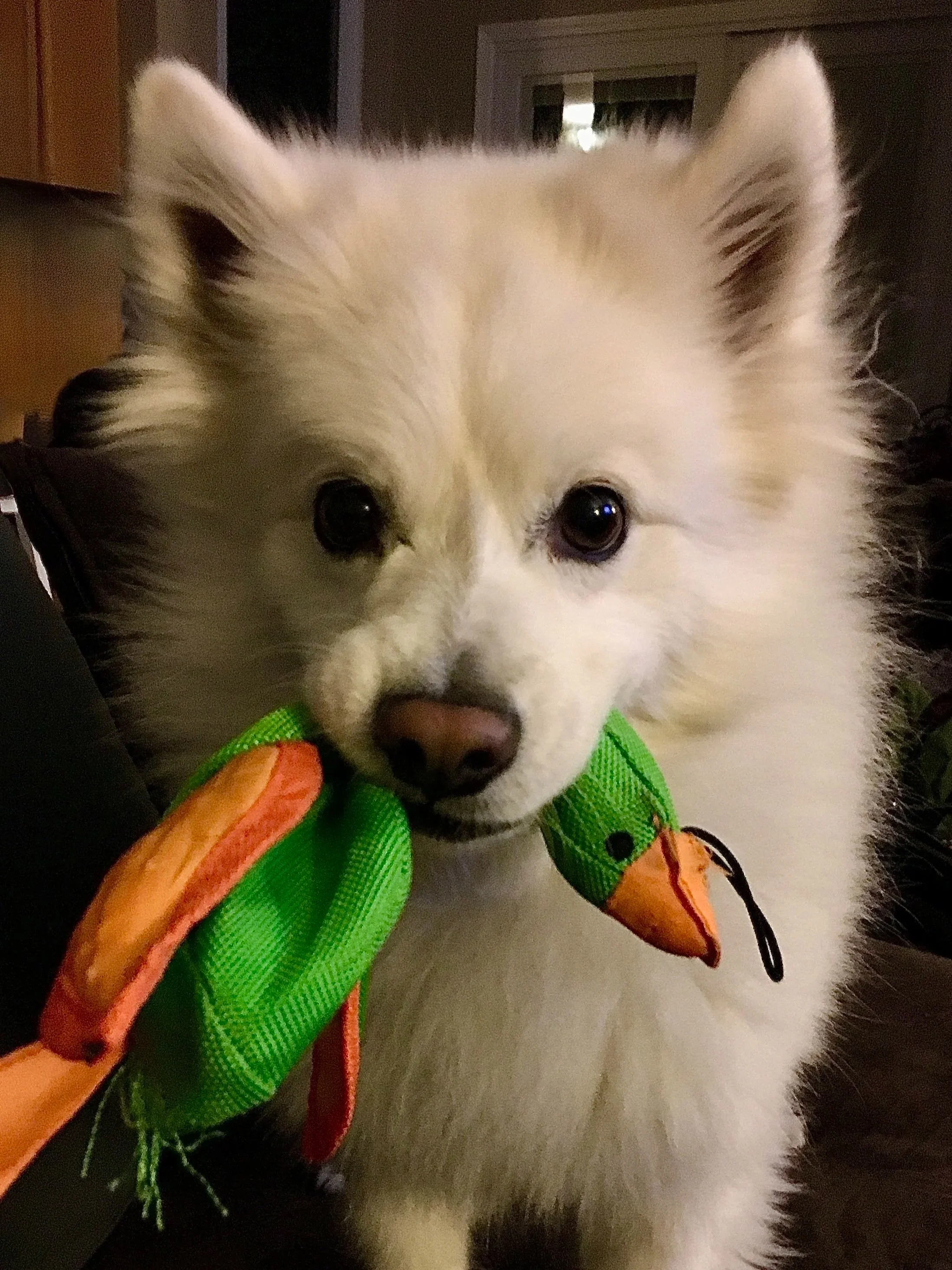 A fluffy white dog with dark eyes and a pink nose holding a green toy shaped like a duck in its mouth.