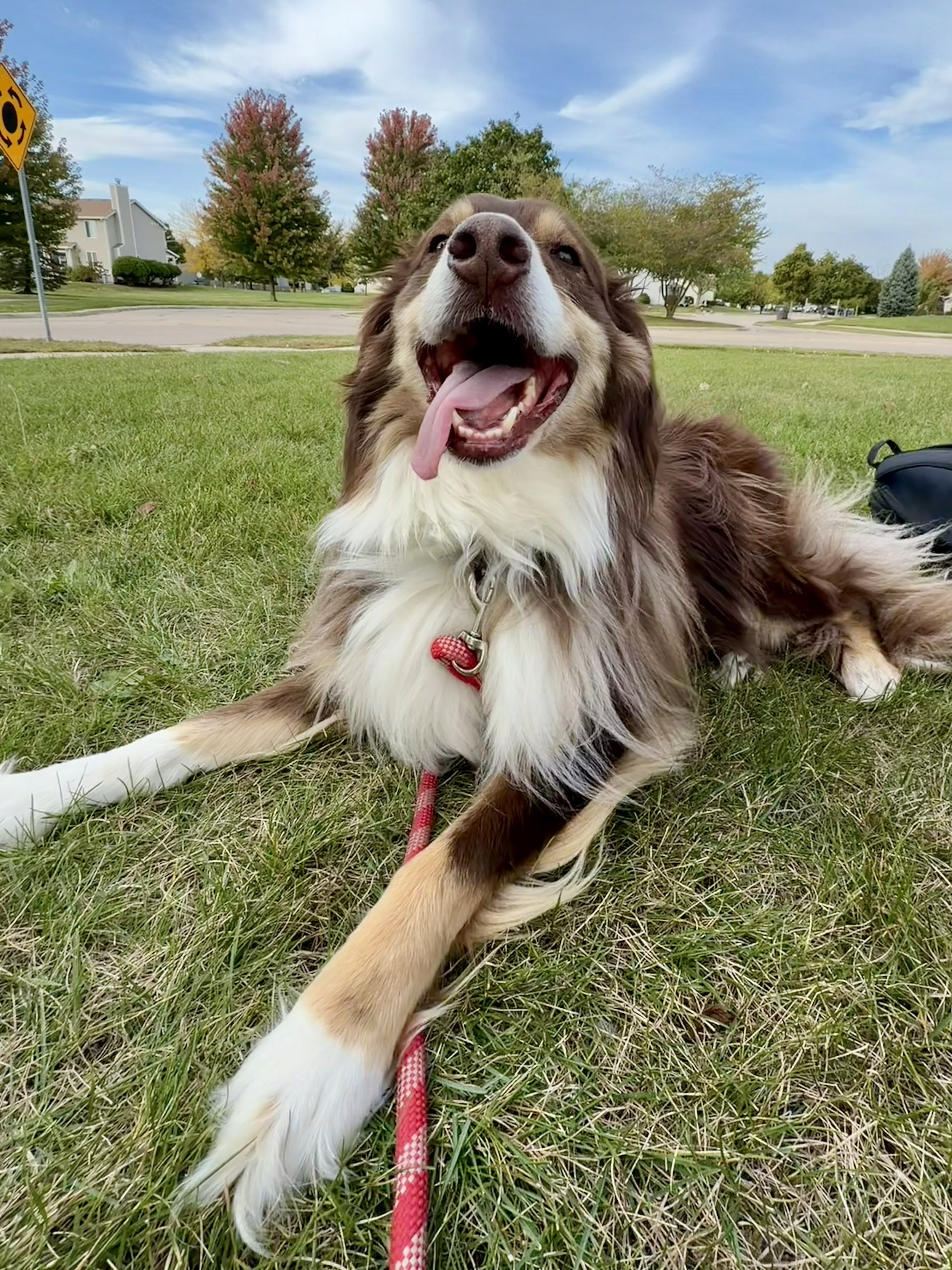 Happy dog lying on grass with a red leash, with trees and houses in the background on a clear day.