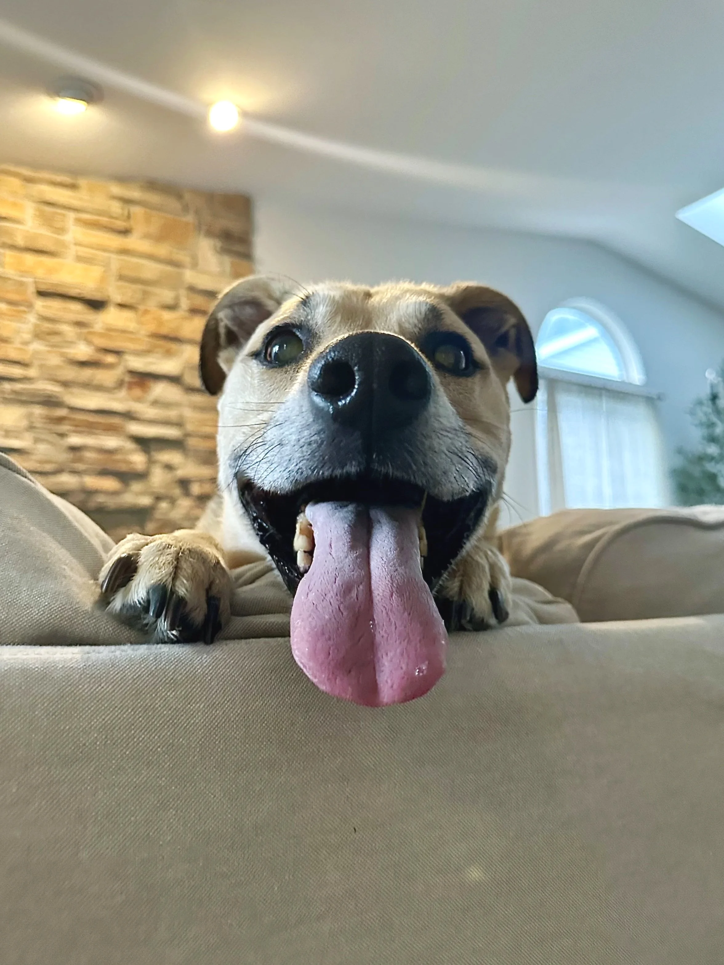 Close-up of a happy dog with its tongue sticking out, lying on a beige couch in a living room with stone wall and window.