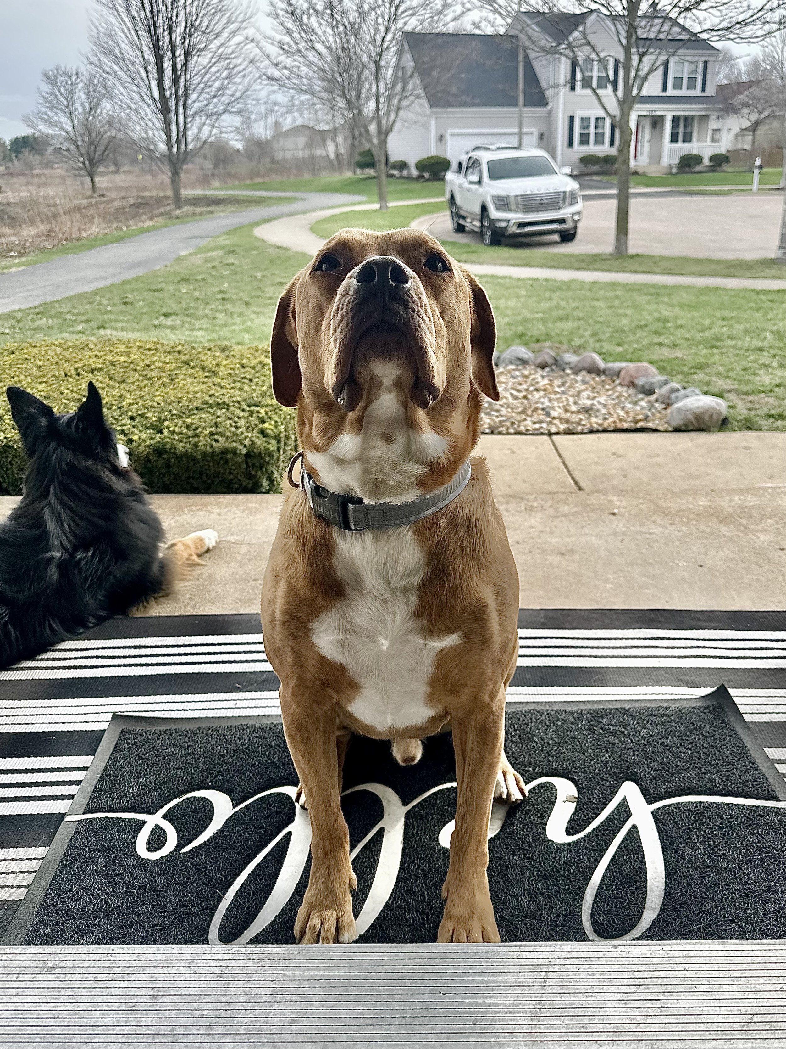 A brown and white dog sitting on a striped and black mat outside, with a black and white cat lying nearby on the porch. In the background, there is a green lawn, a paved driveway, a white house, and a silver SUV parked in front of the house. Trees with no leaves are also visible.